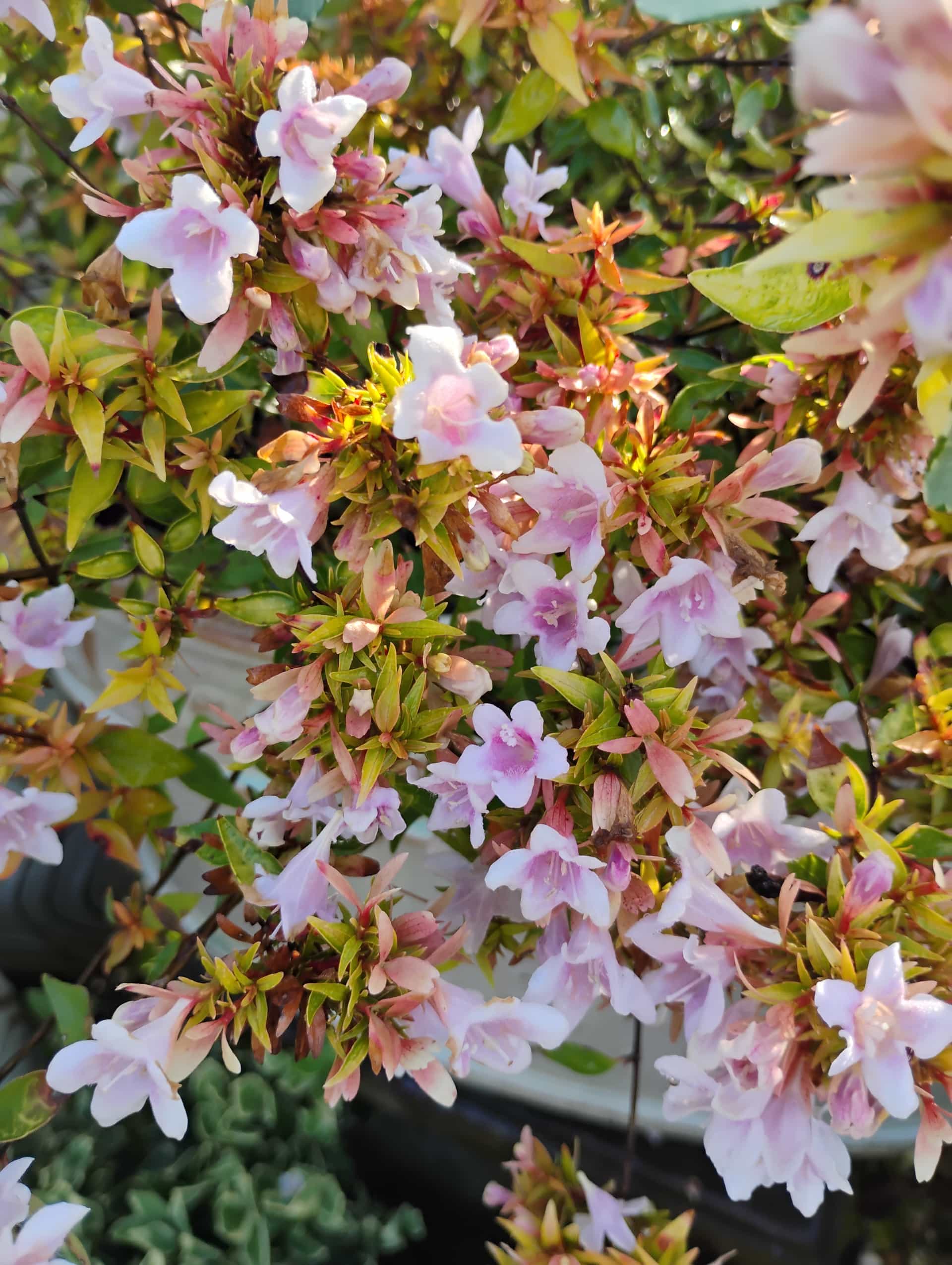 Abelia (Abelia grandiflora), Flowers
