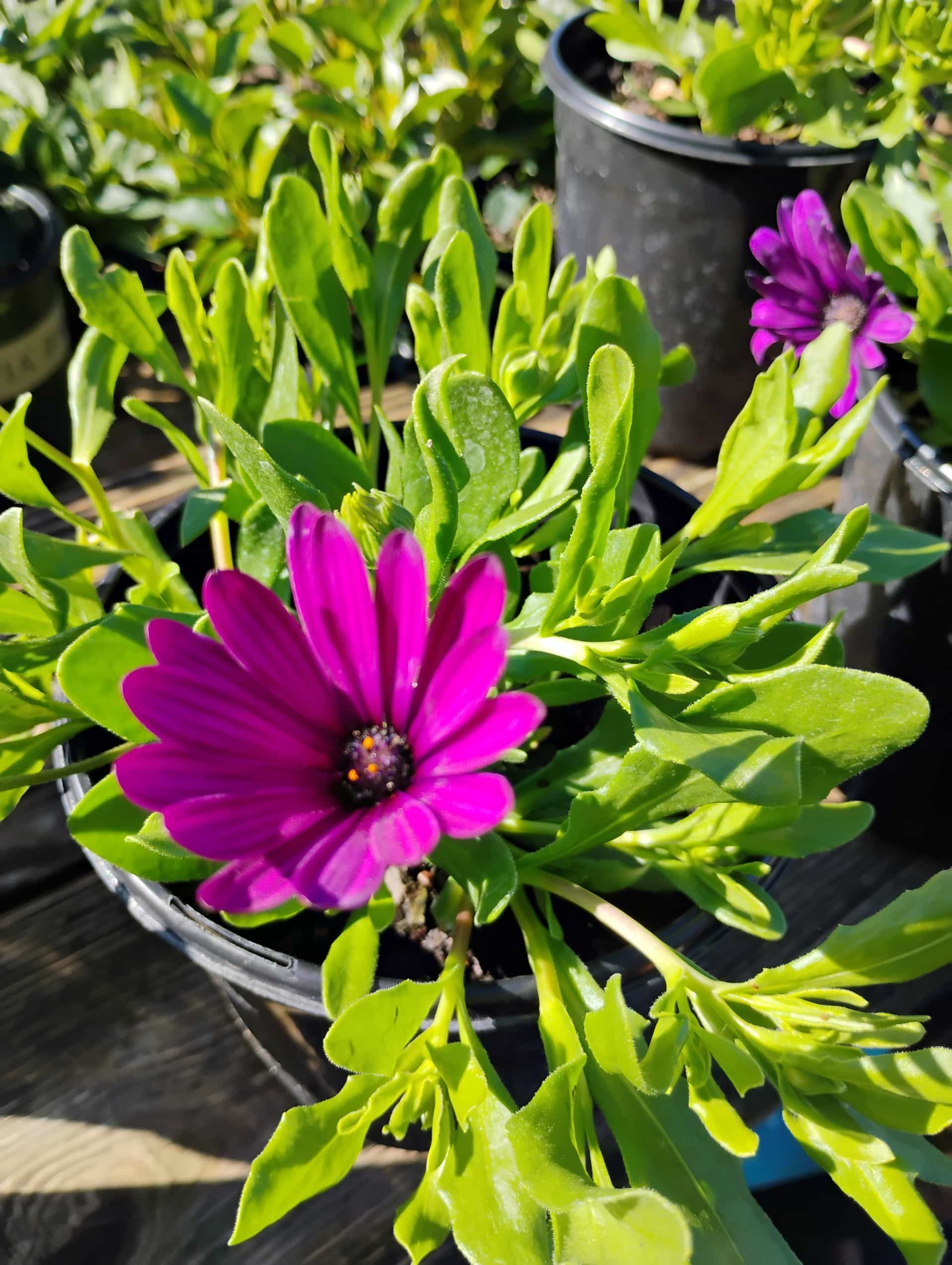 African Daisy (Osteospermum ecklonis), Annual