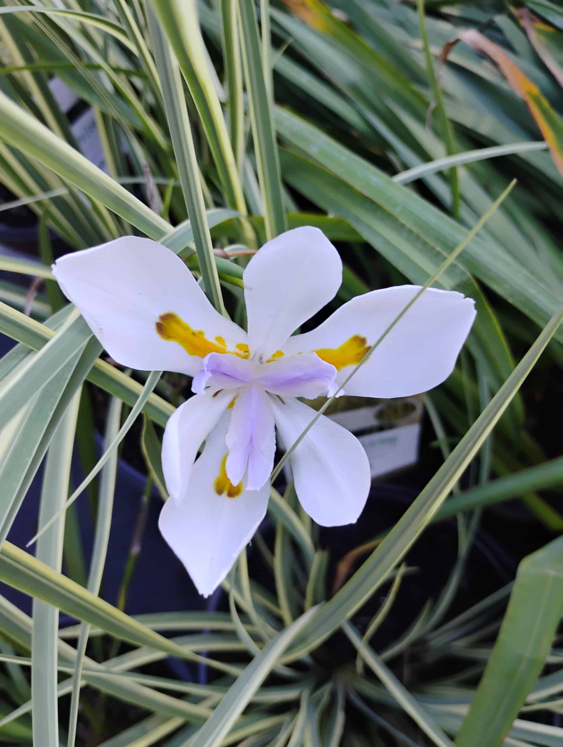 African Iris (Dietes iridioides), Perennial