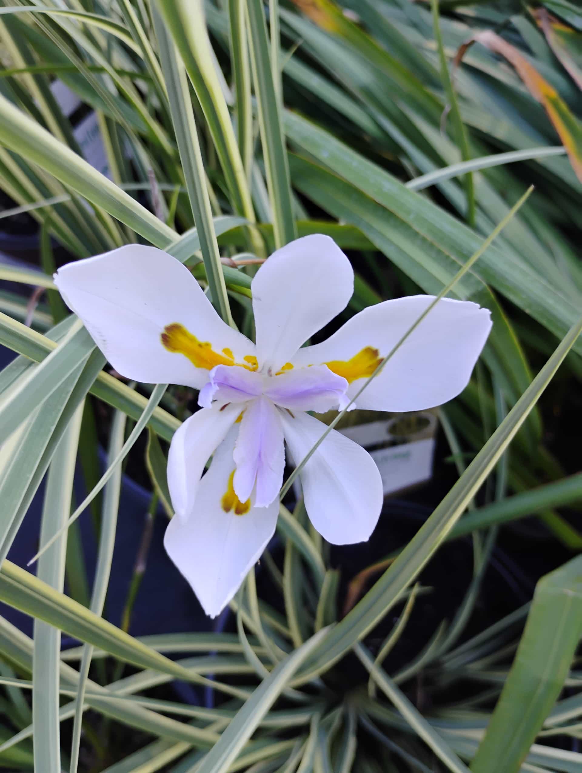 African Iris (Dietes iridioides), Perennial