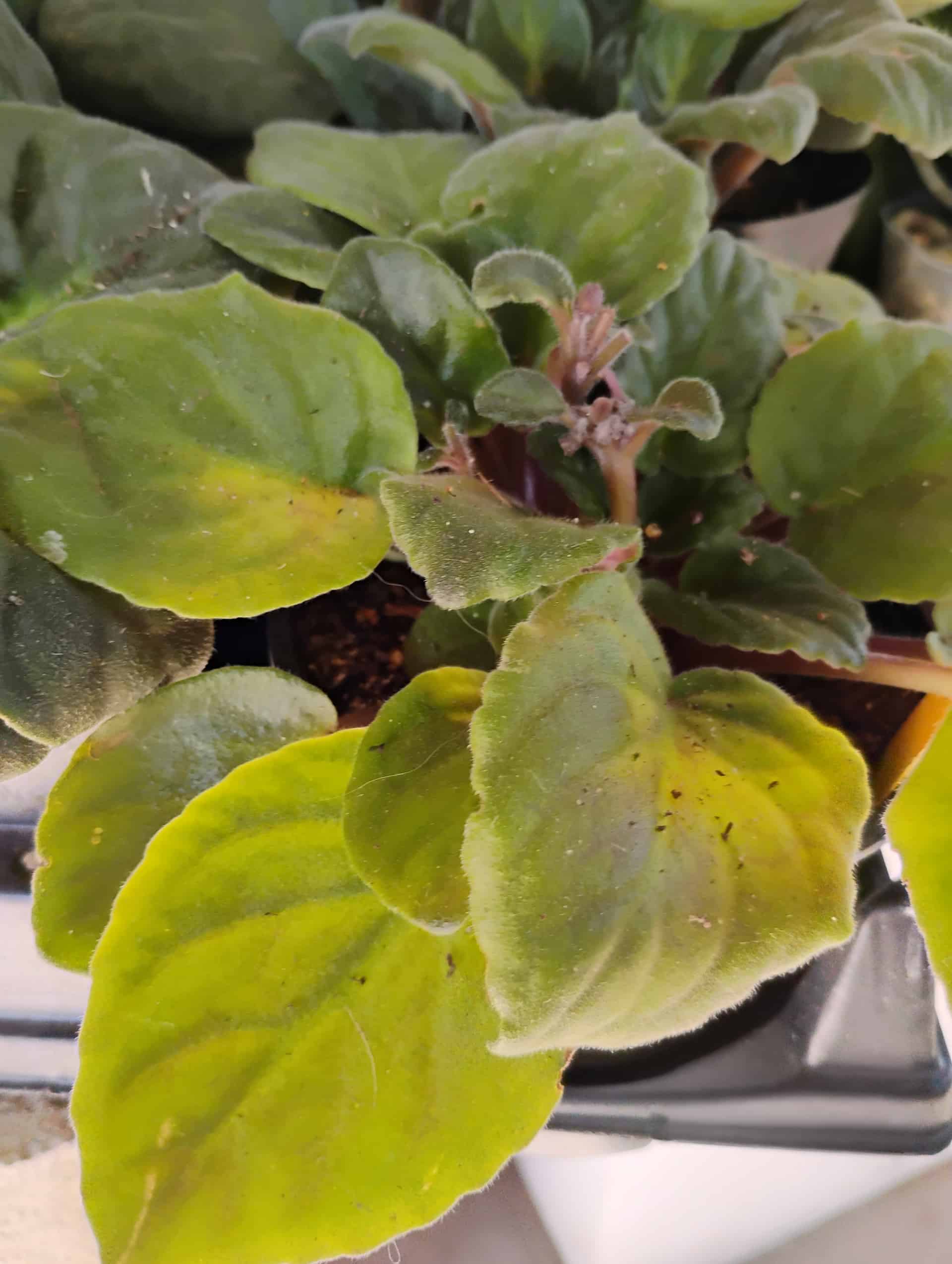 African Violet (Streptocarpus ionanthus), Houseplant