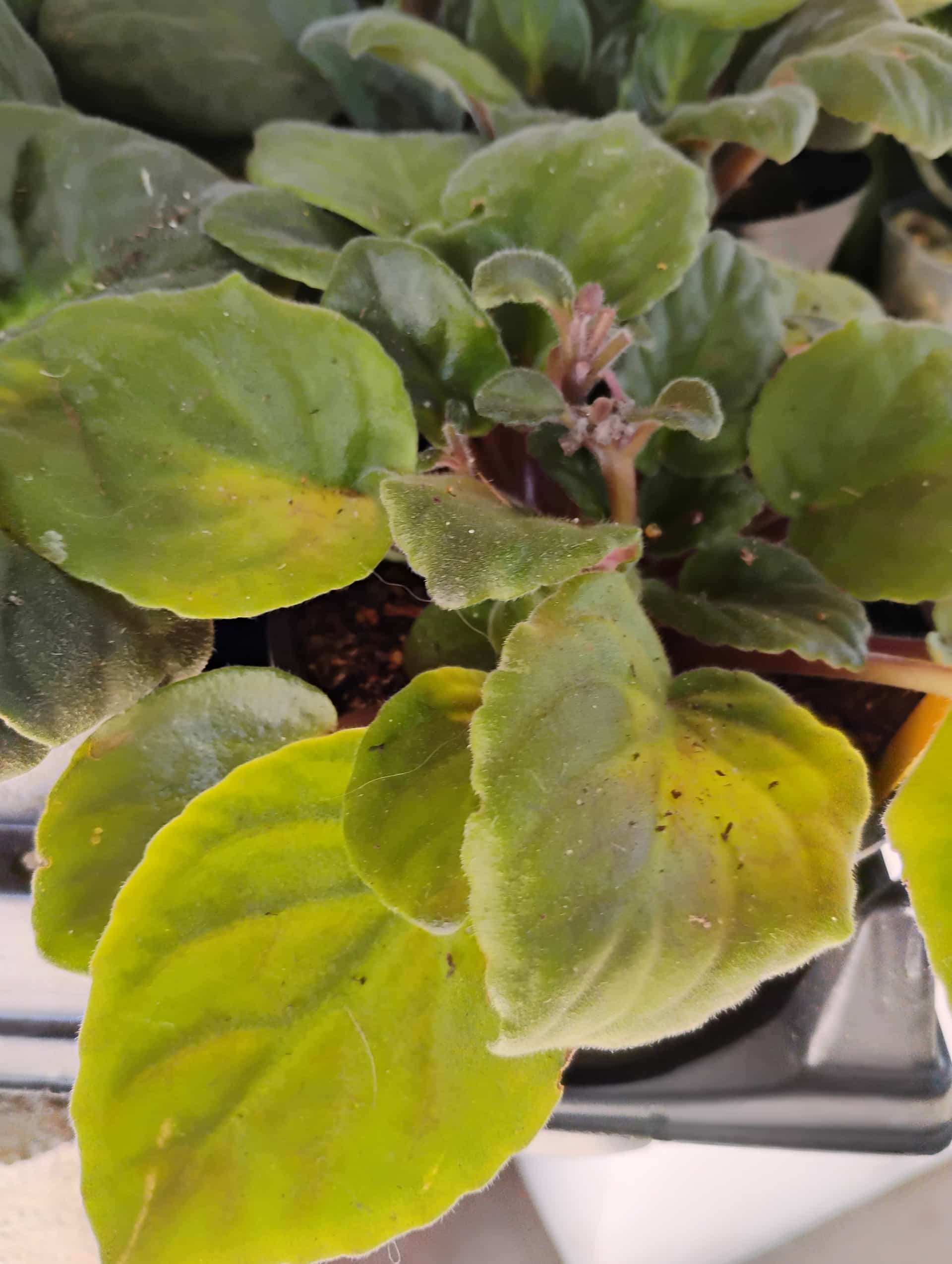 African Violet (Streptocarpus ionanthus), Houseplant