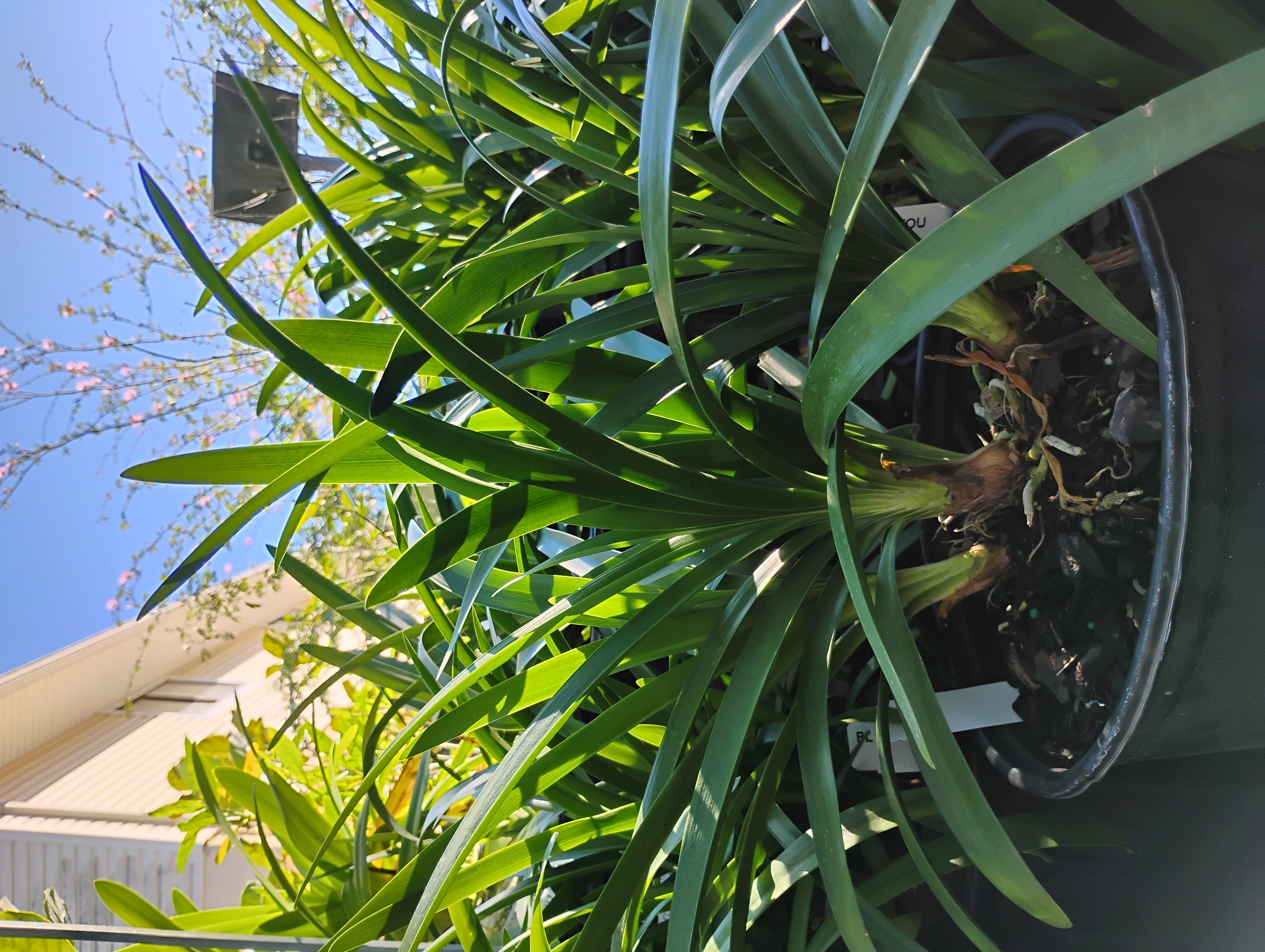 Agapanthus (Agapanthus praecox), Perennial