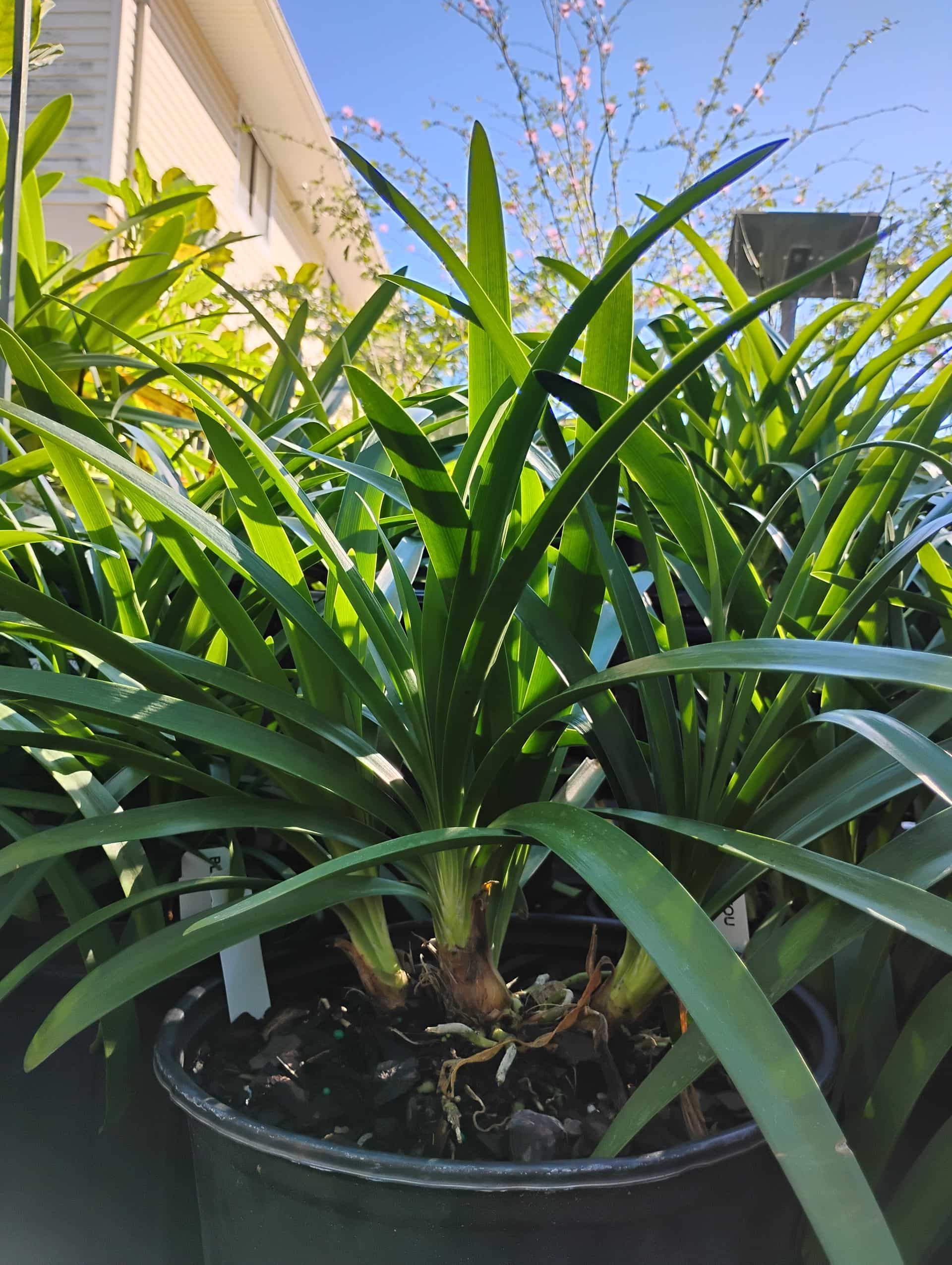 Agapanthus (Agapanthus praecox), Perennial