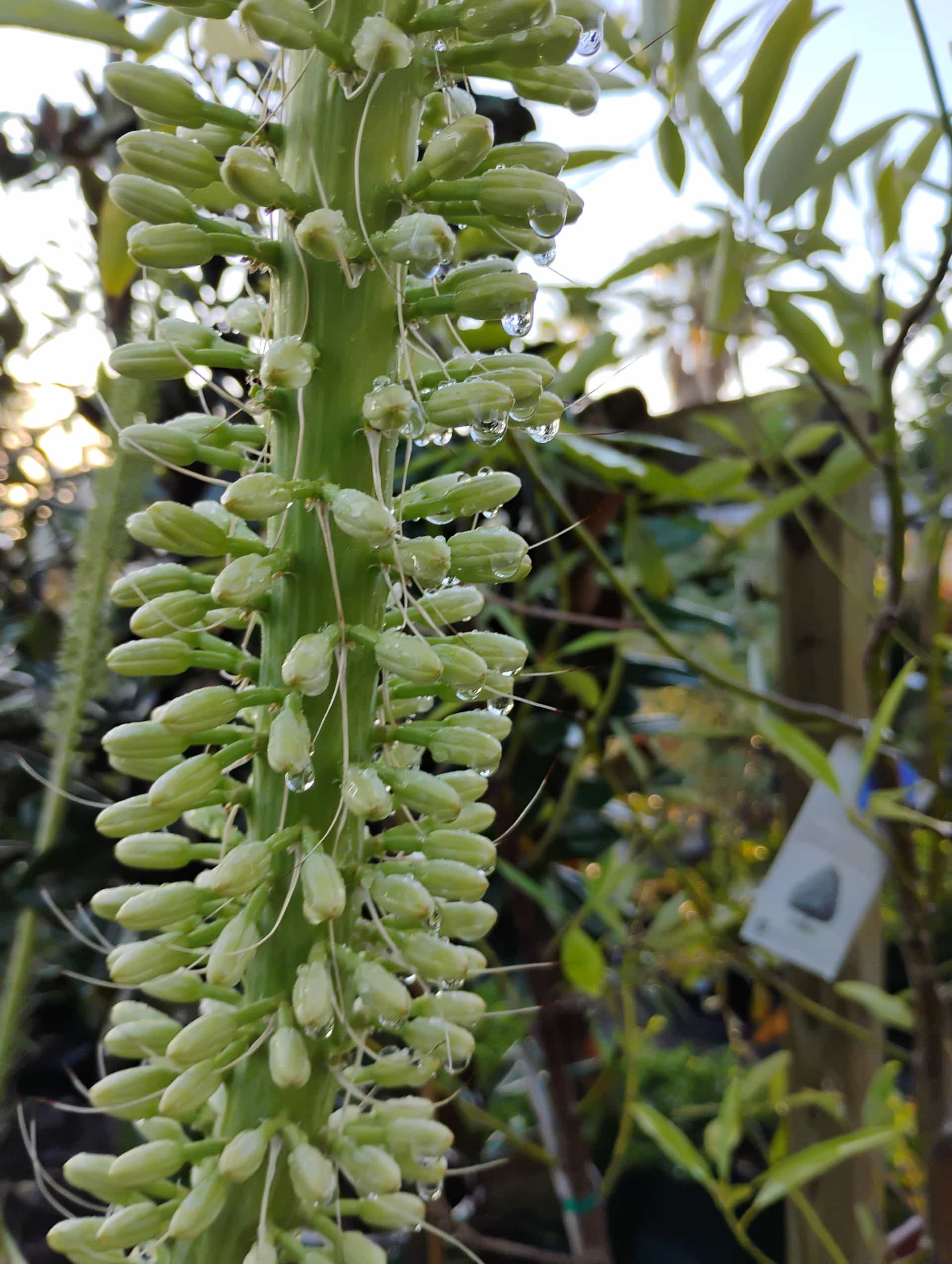 Agave, Succulent