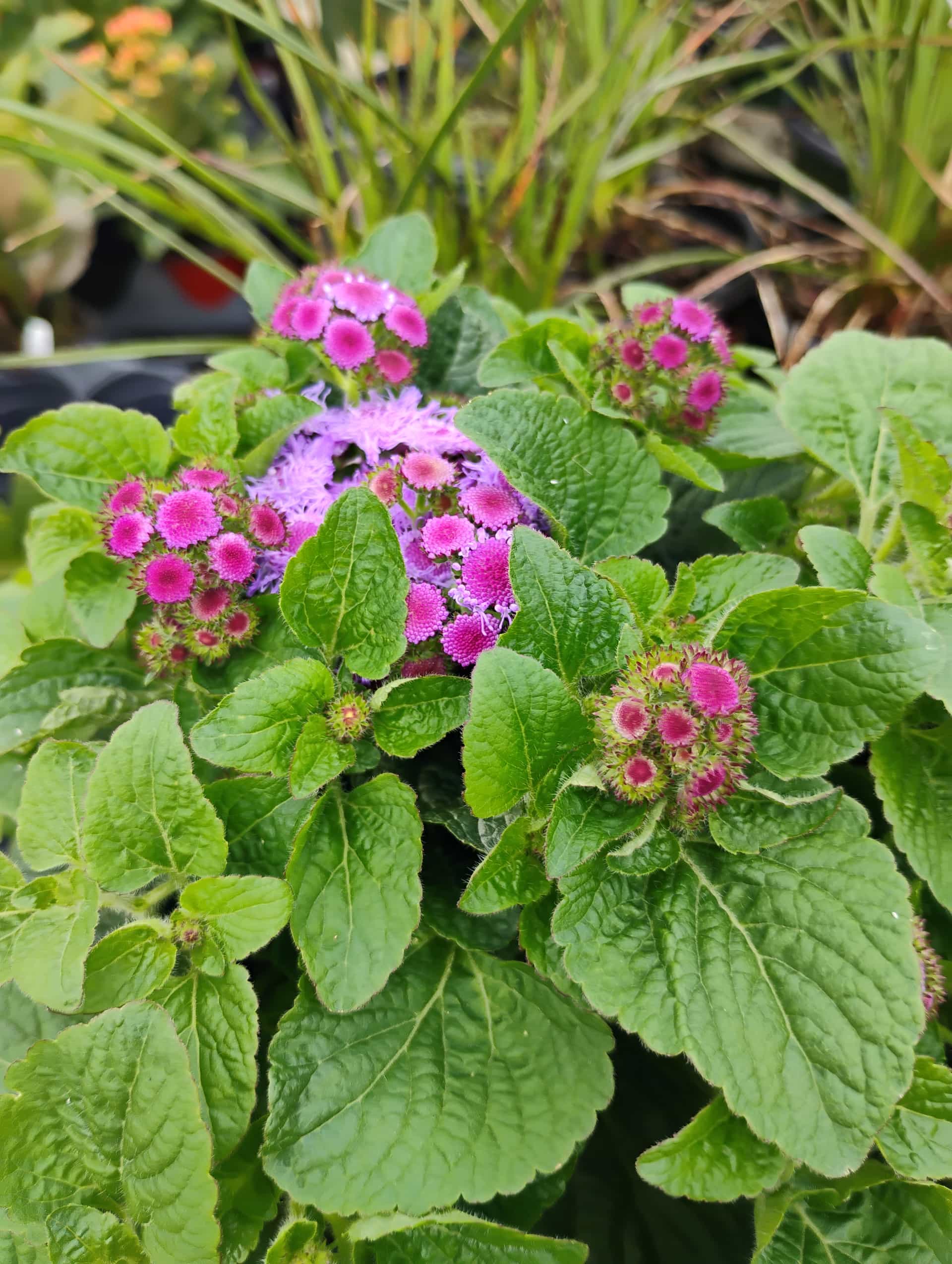 Ageratum (Ageratum houstonianum), Annual