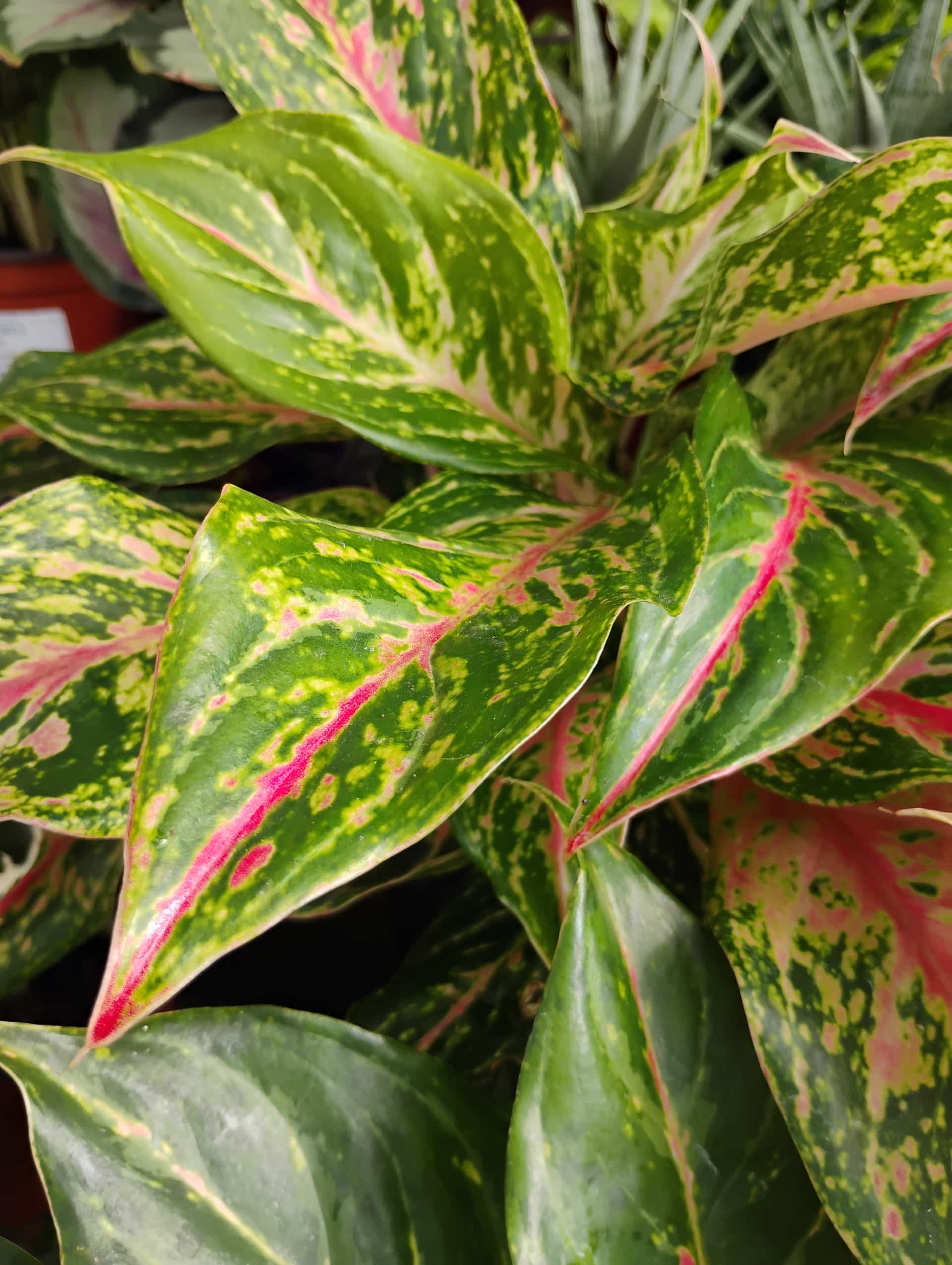 Chinese Evergreen (Aglaonema commutatum), Houseplant