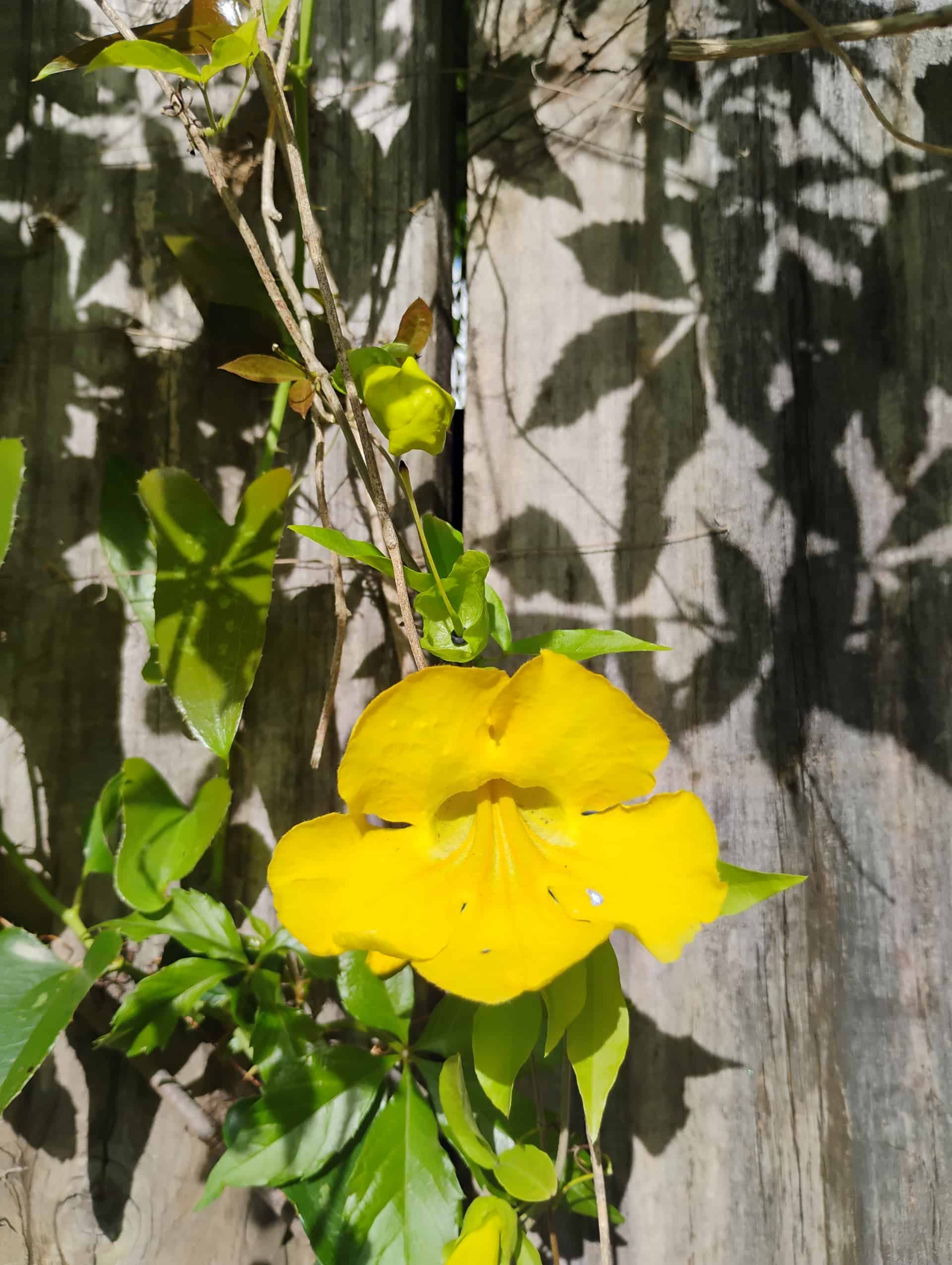 Purple Allamanda (Allamanda blanchetii), Vine