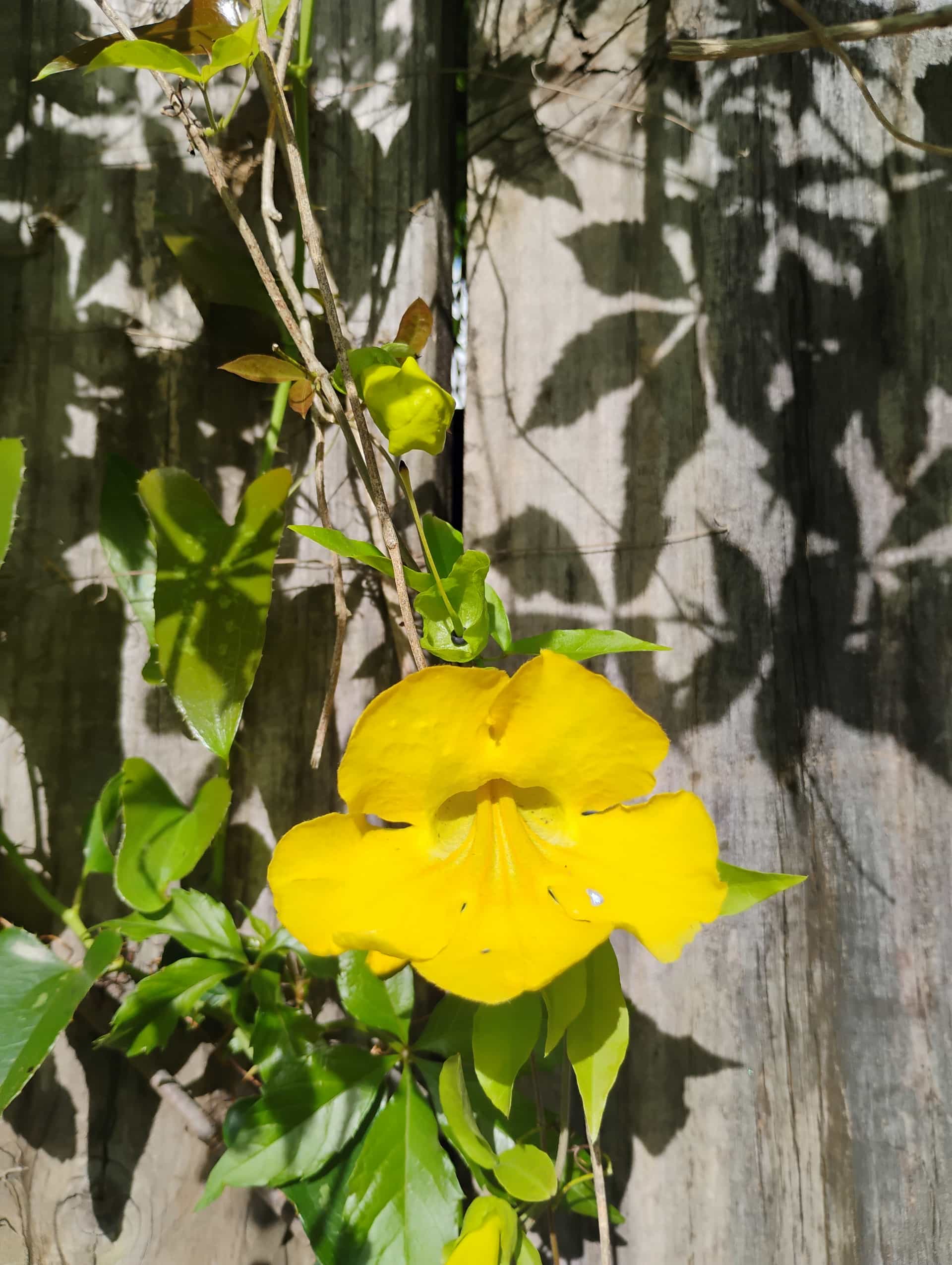 Purple Allamanda (Allamanda blanchetii), Vine