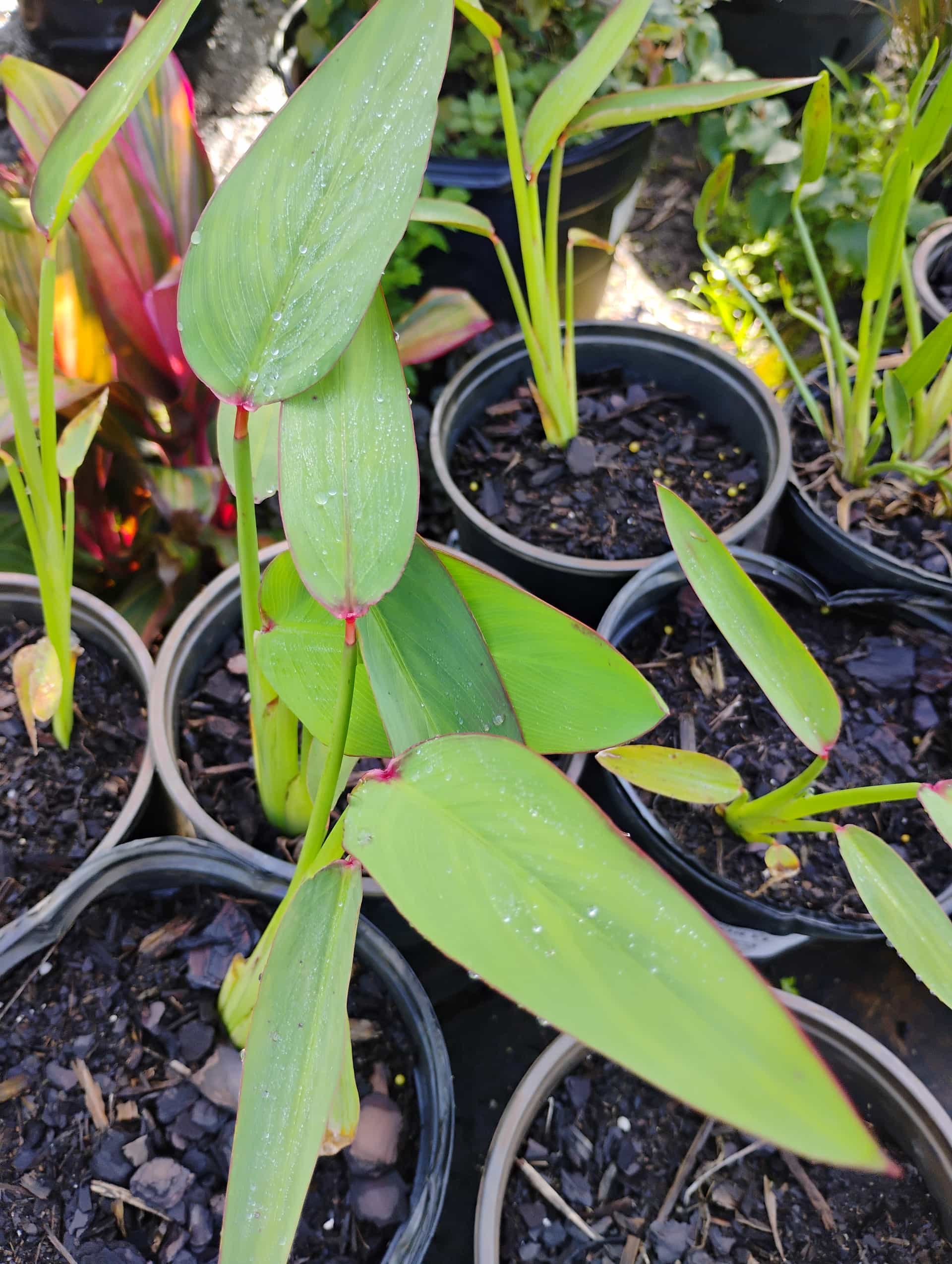 Alligator Flag (Thalia geniculata), Perennial