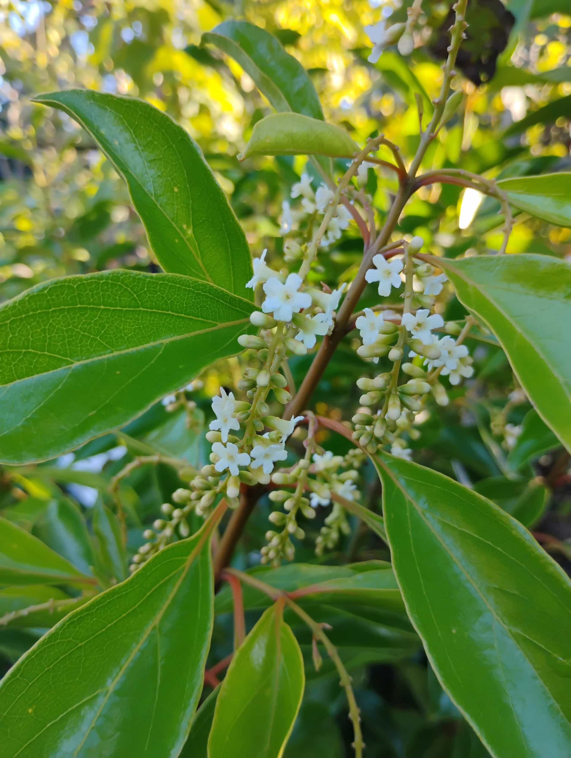 Almond Bush (Aloysia virgata), Shrub