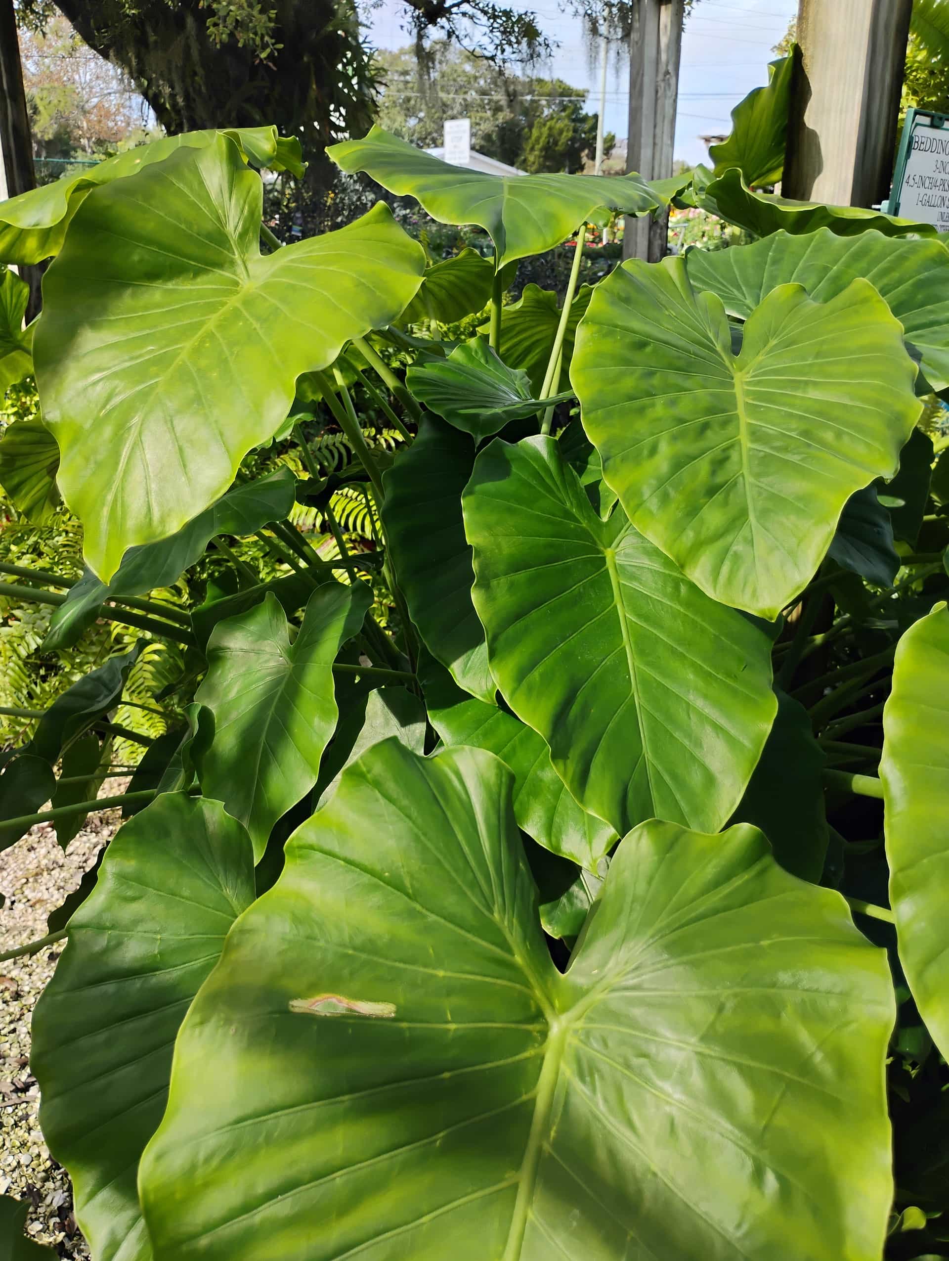 Alocasia, Perennial
