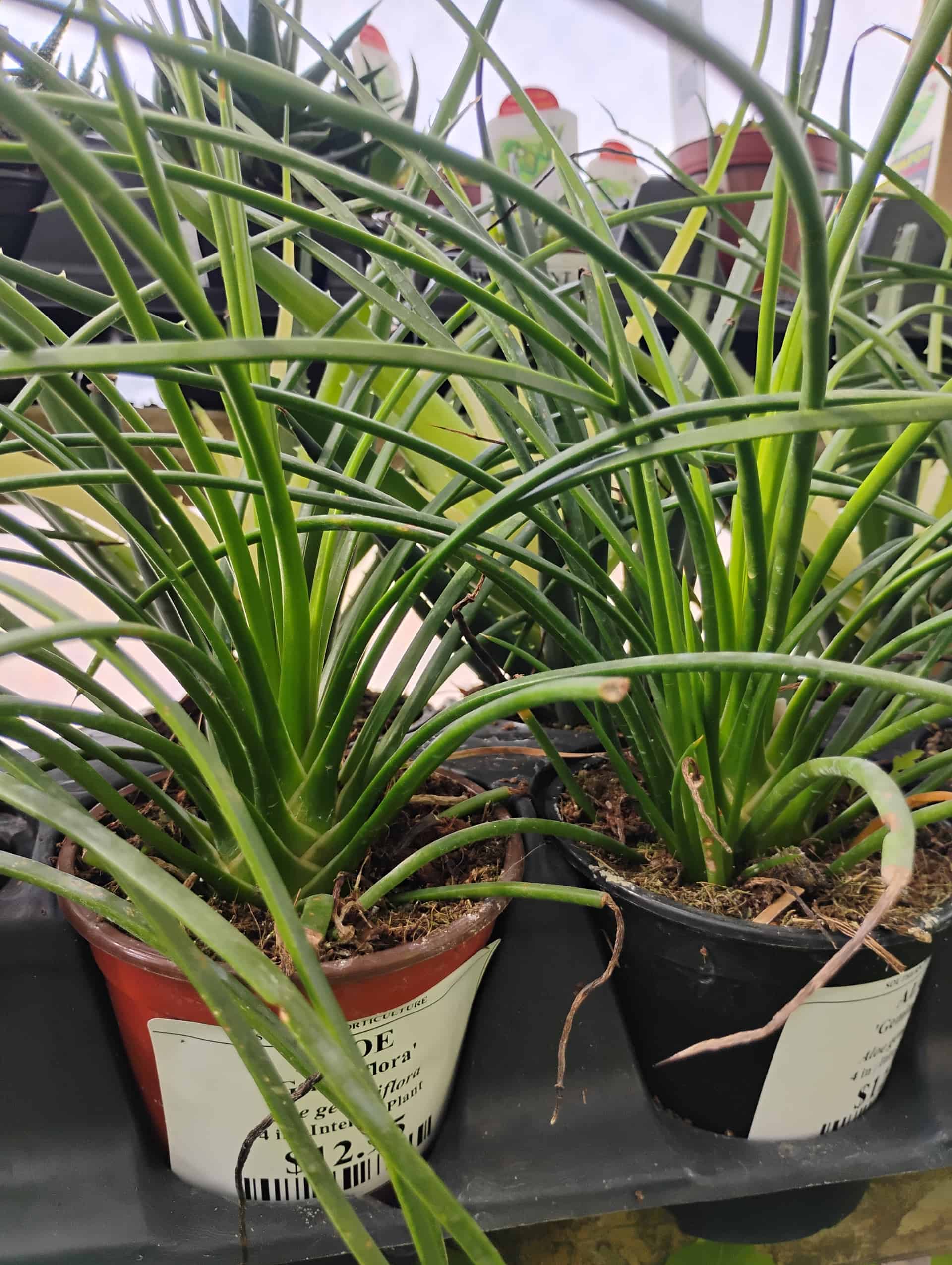 Aloe
