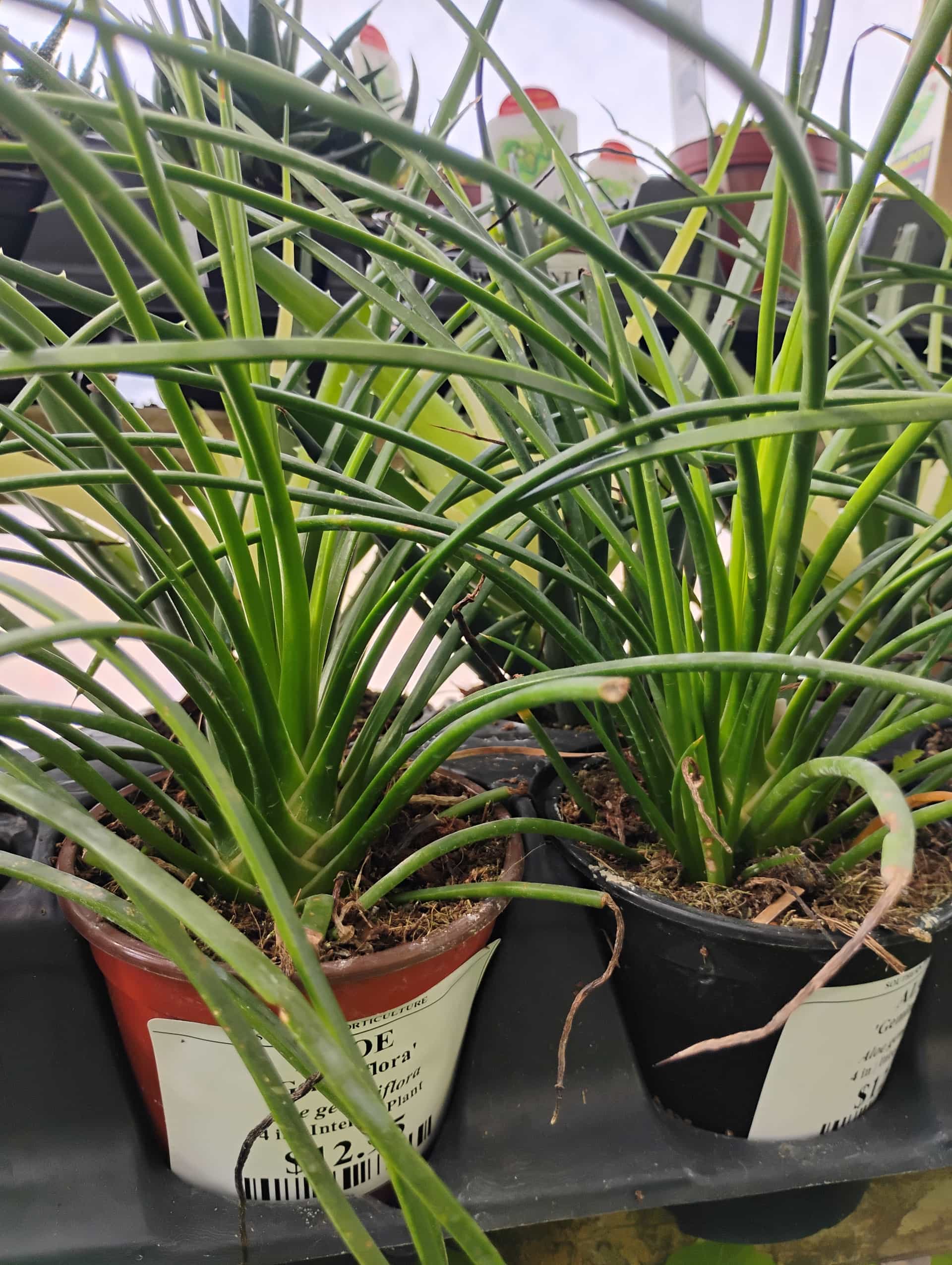 Aloe, Succulent