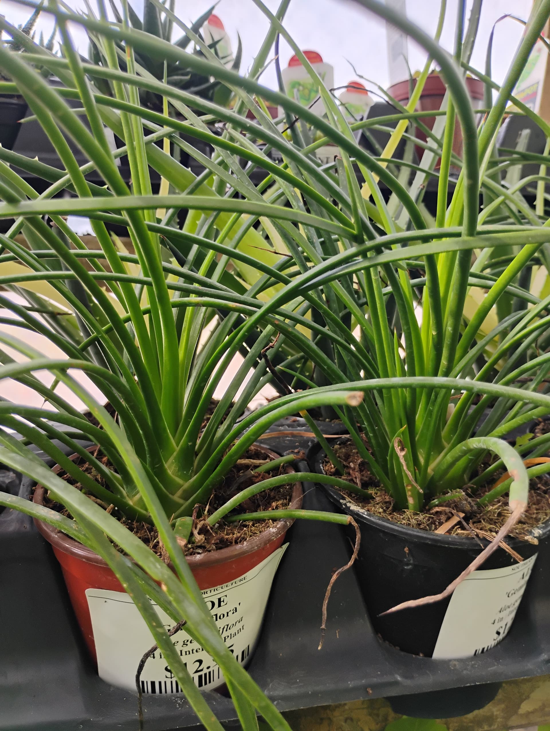 Aloe