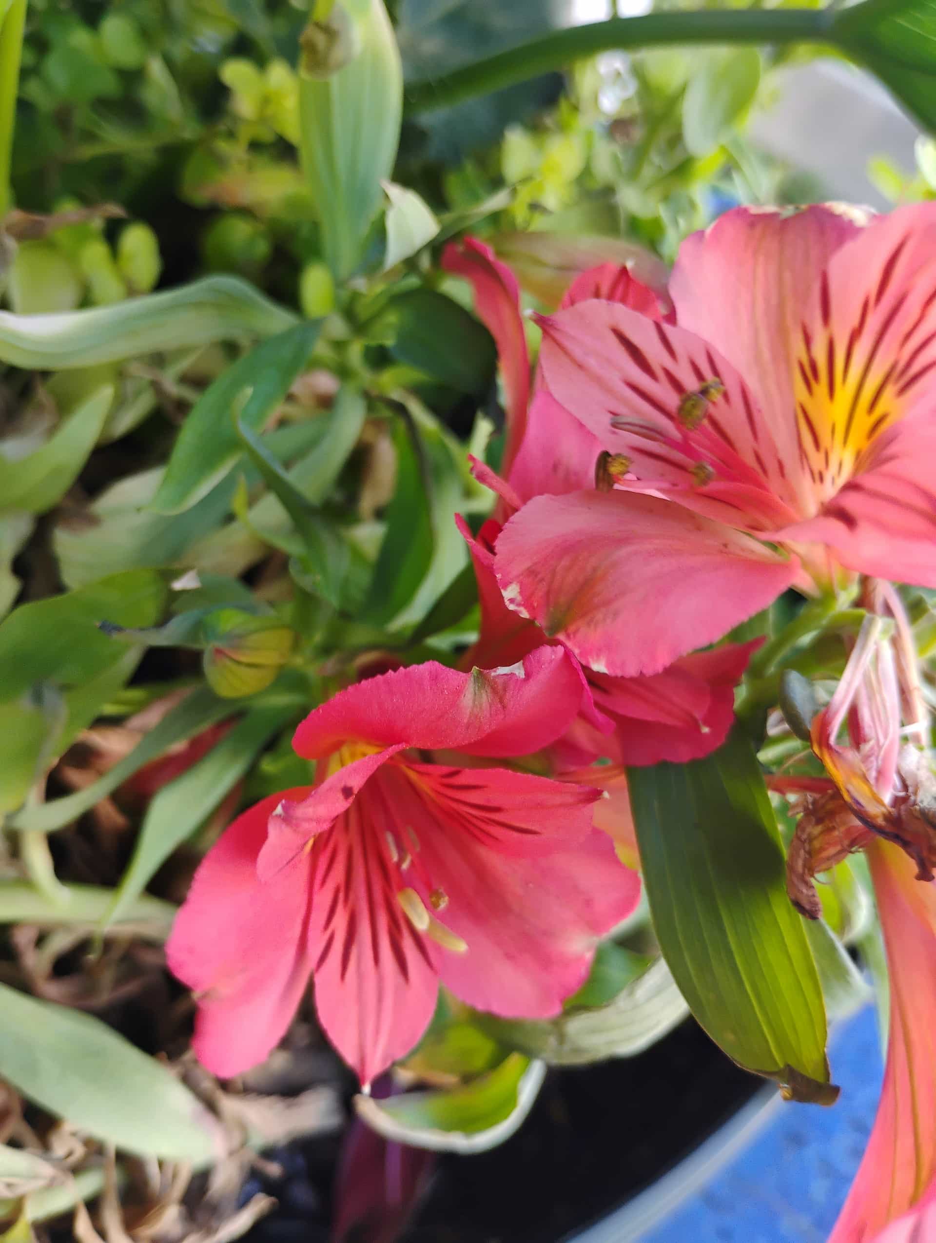 Alstroemeria, Perennial