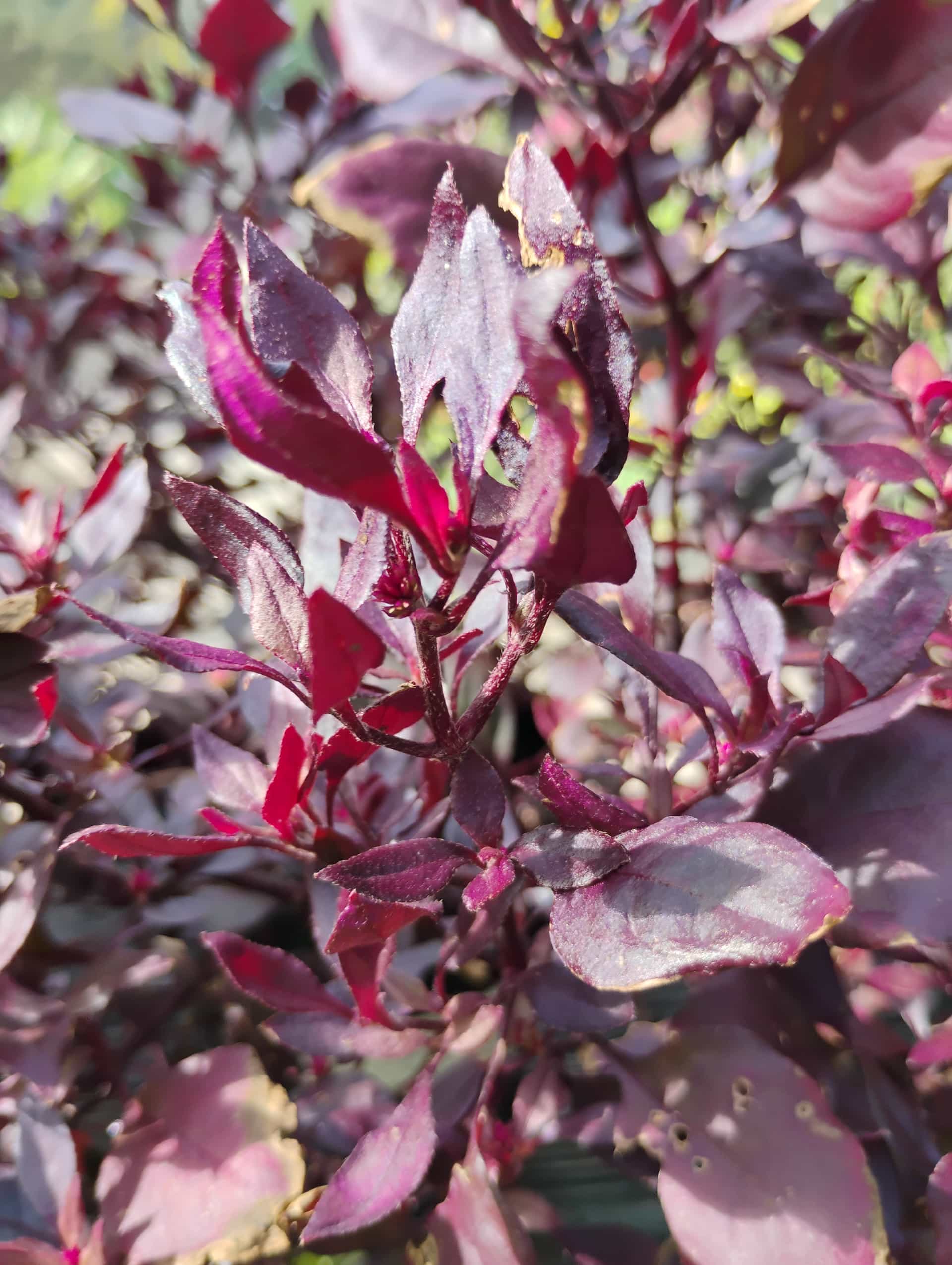 Alternanthera (Alternanthera brasiliana), Perennial