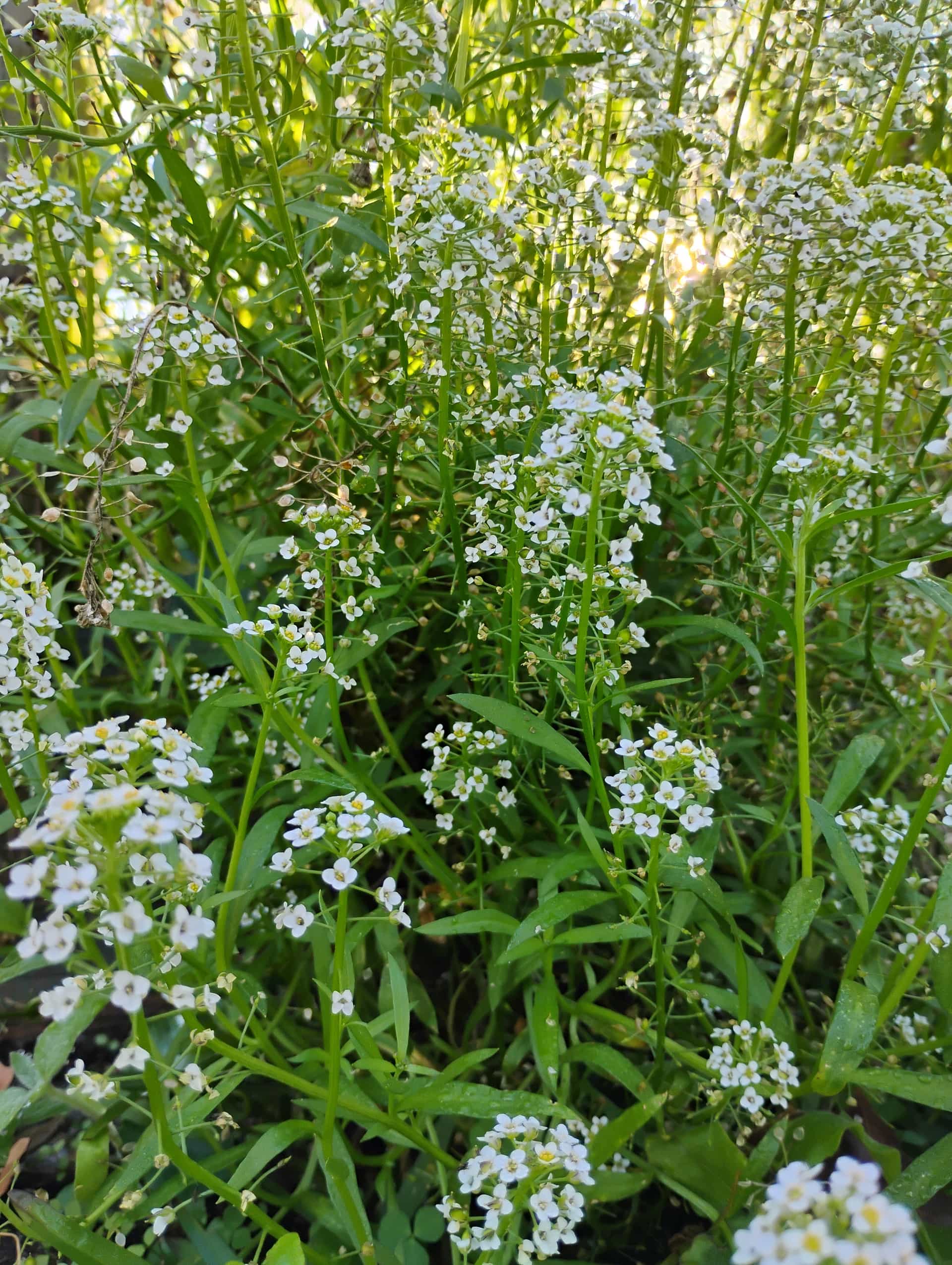 Alyssum (Lobularia maritima), Annual