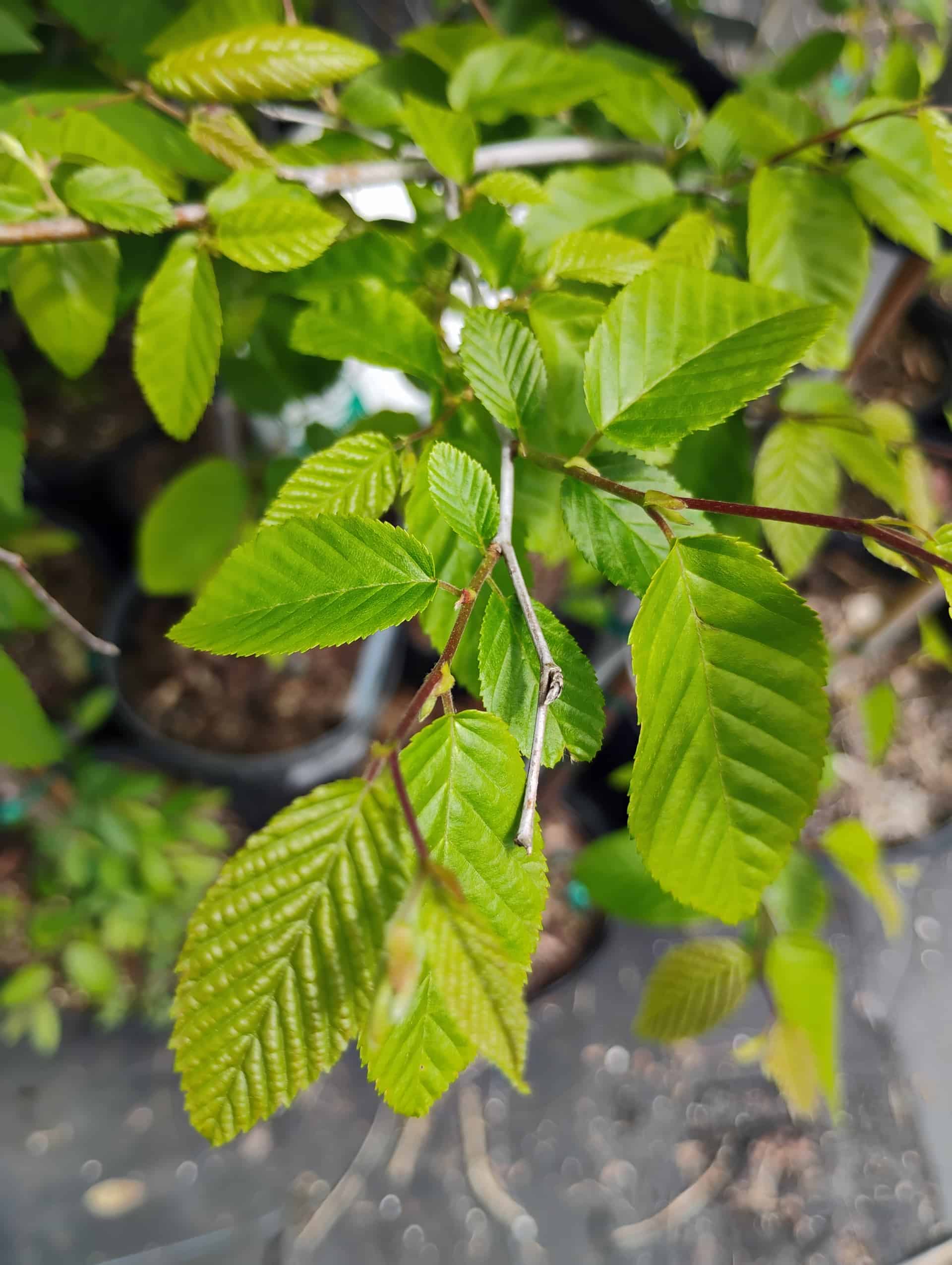 American Hornbeam (Carpinus caroliniana), Tree
