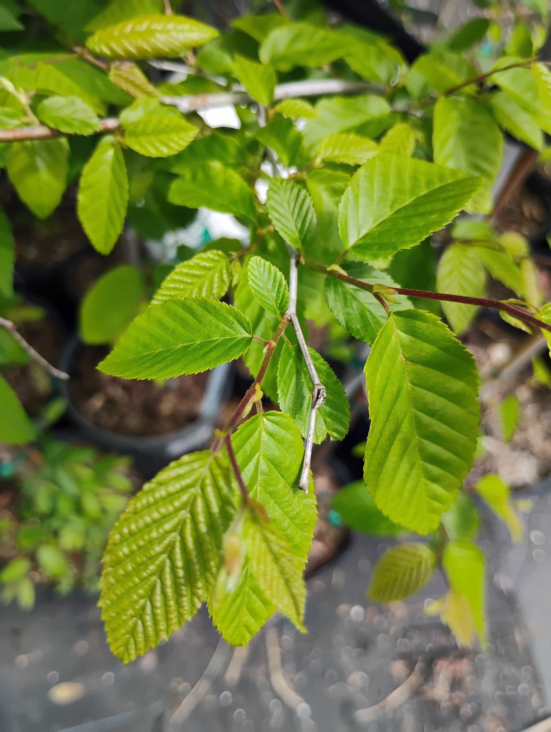American Hornbeam (Carpinus caroliniana), Tree