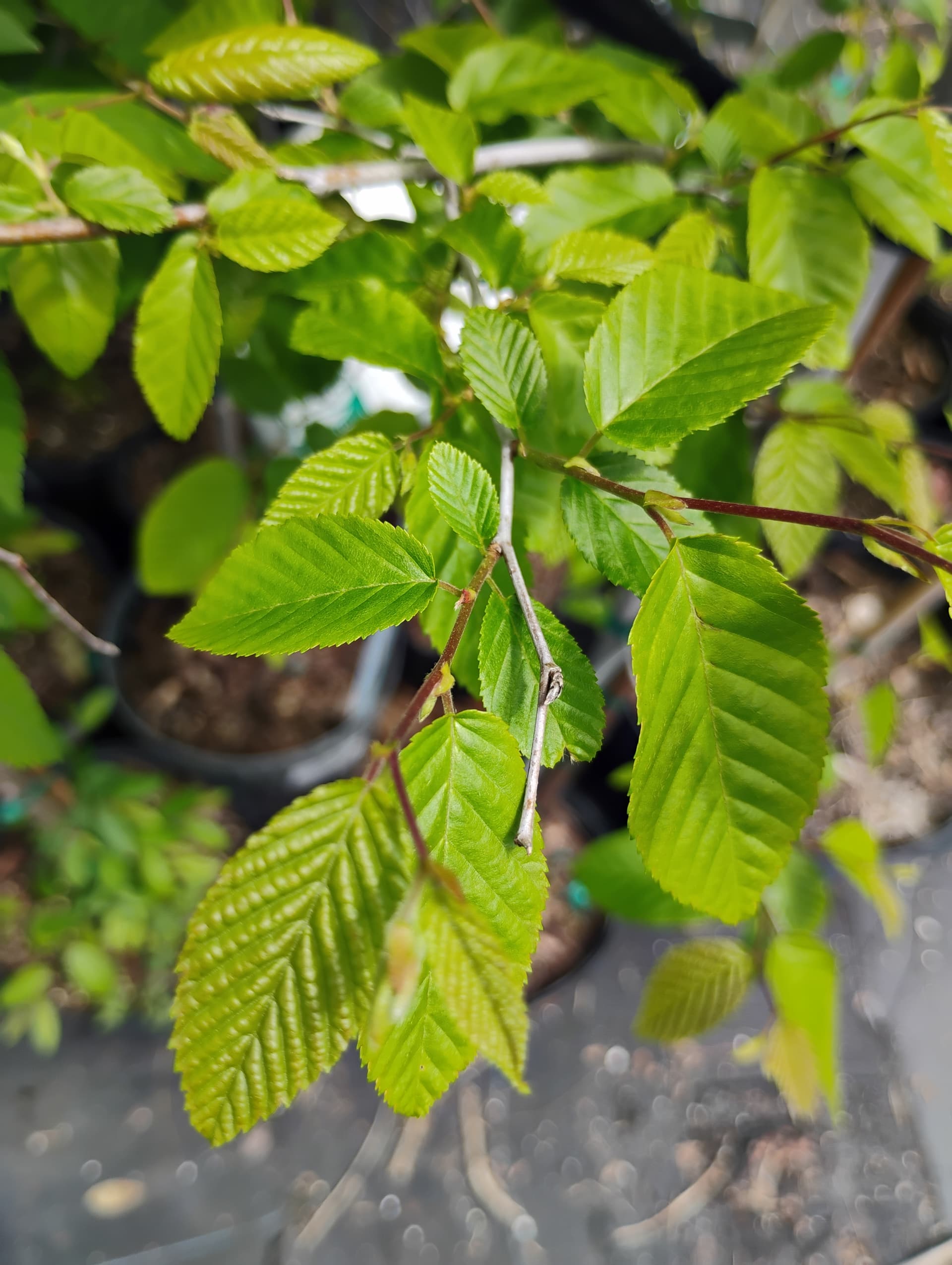 American Hornbeam