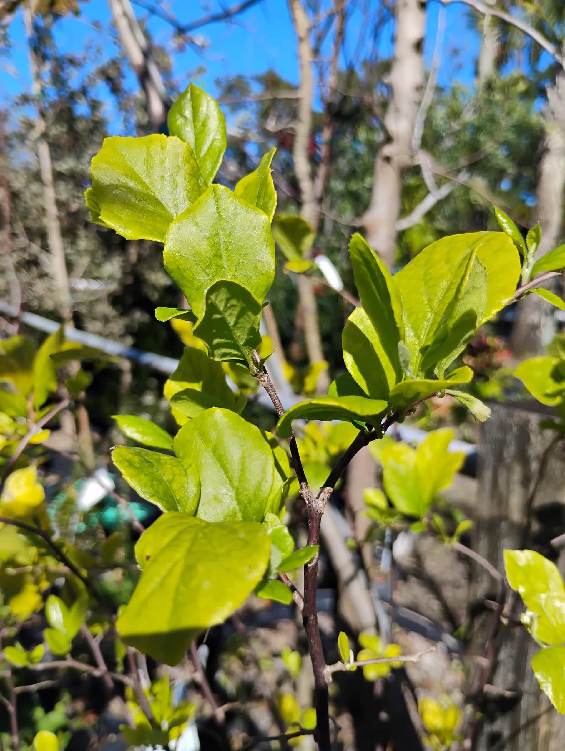 American Snowbell (Styrax americanus), Tree
