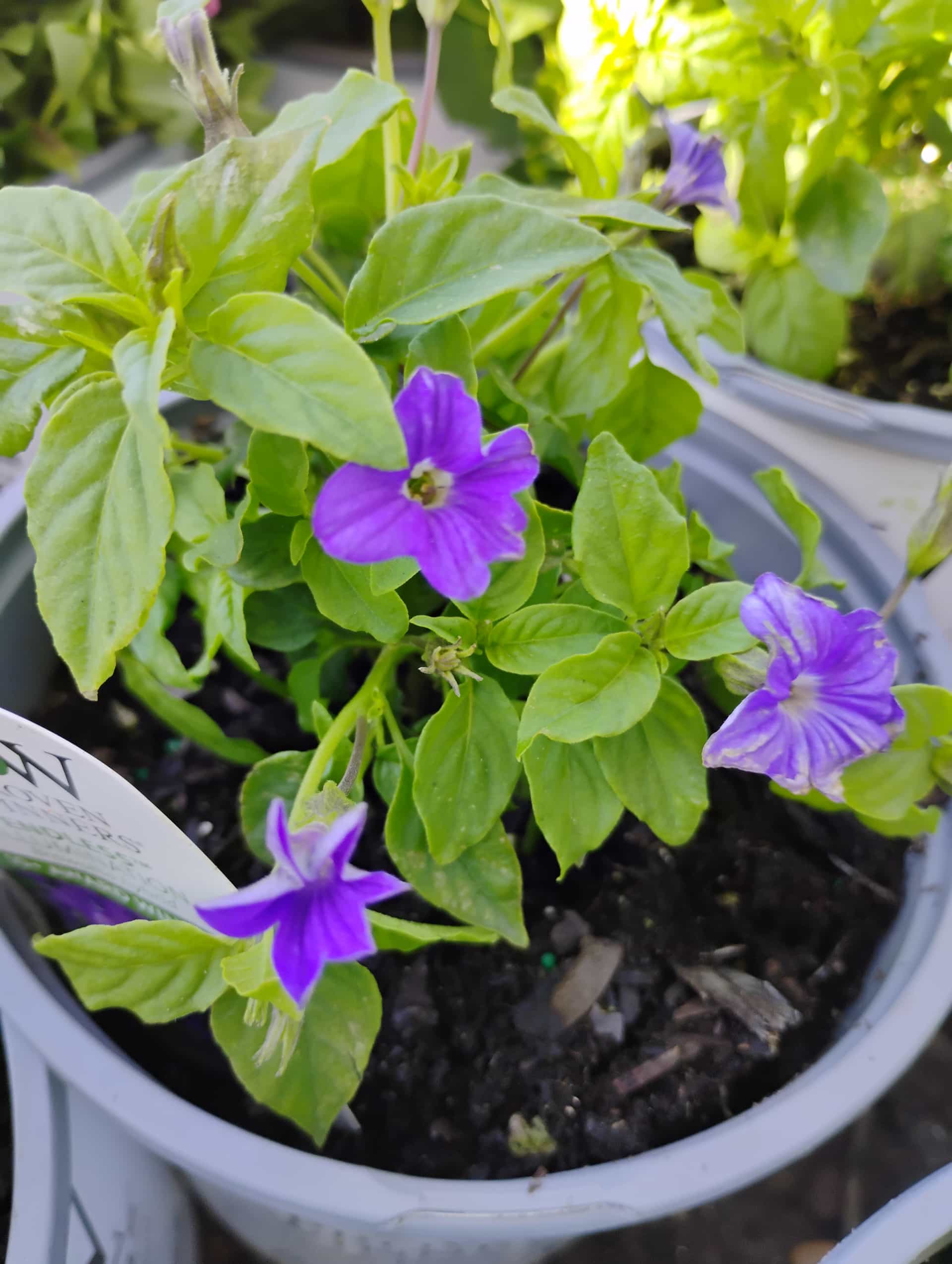 Amethyst Flower (Browallia speciosa), Annual