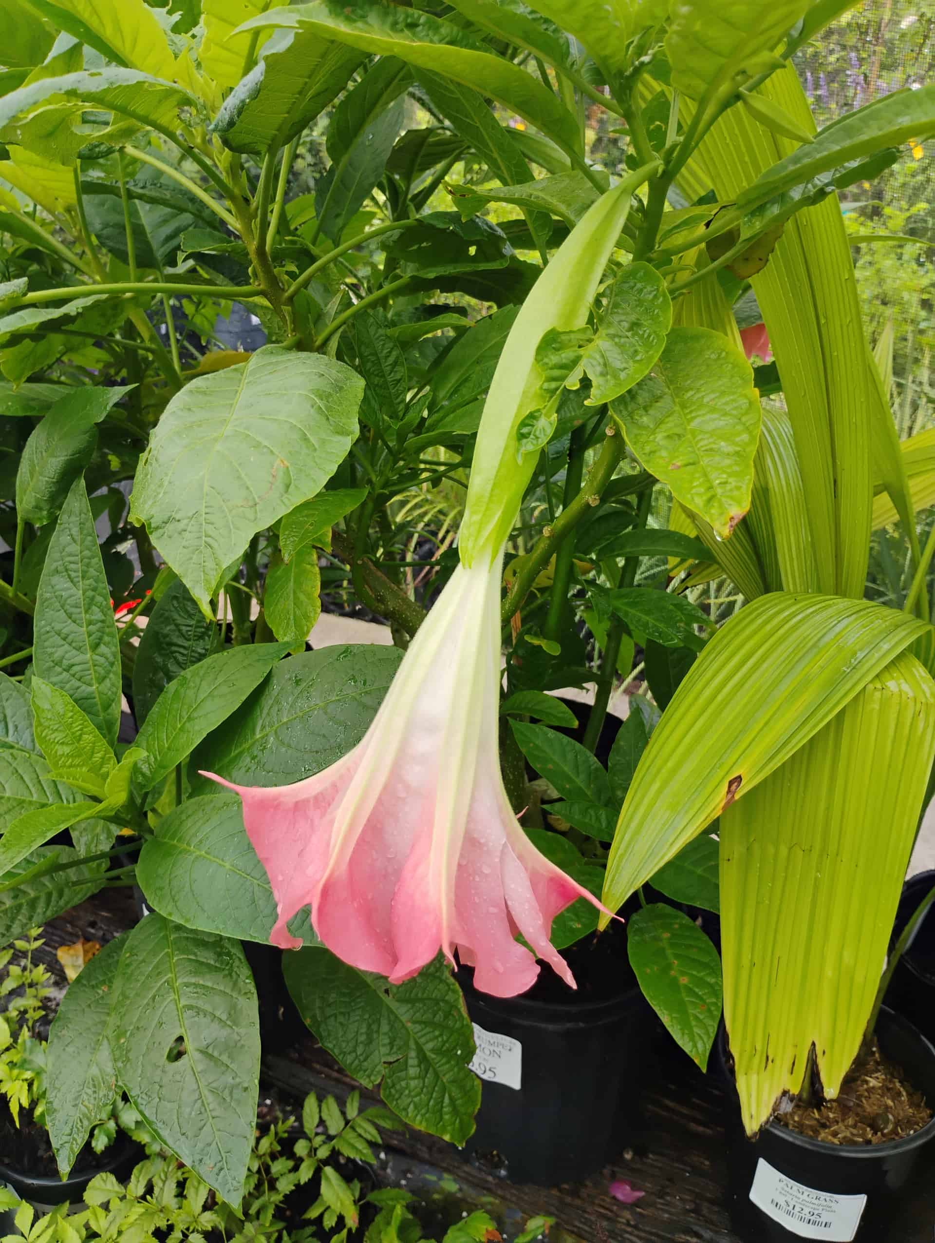Angel's Trumpet (Brugmansia suaveolens), Shrub