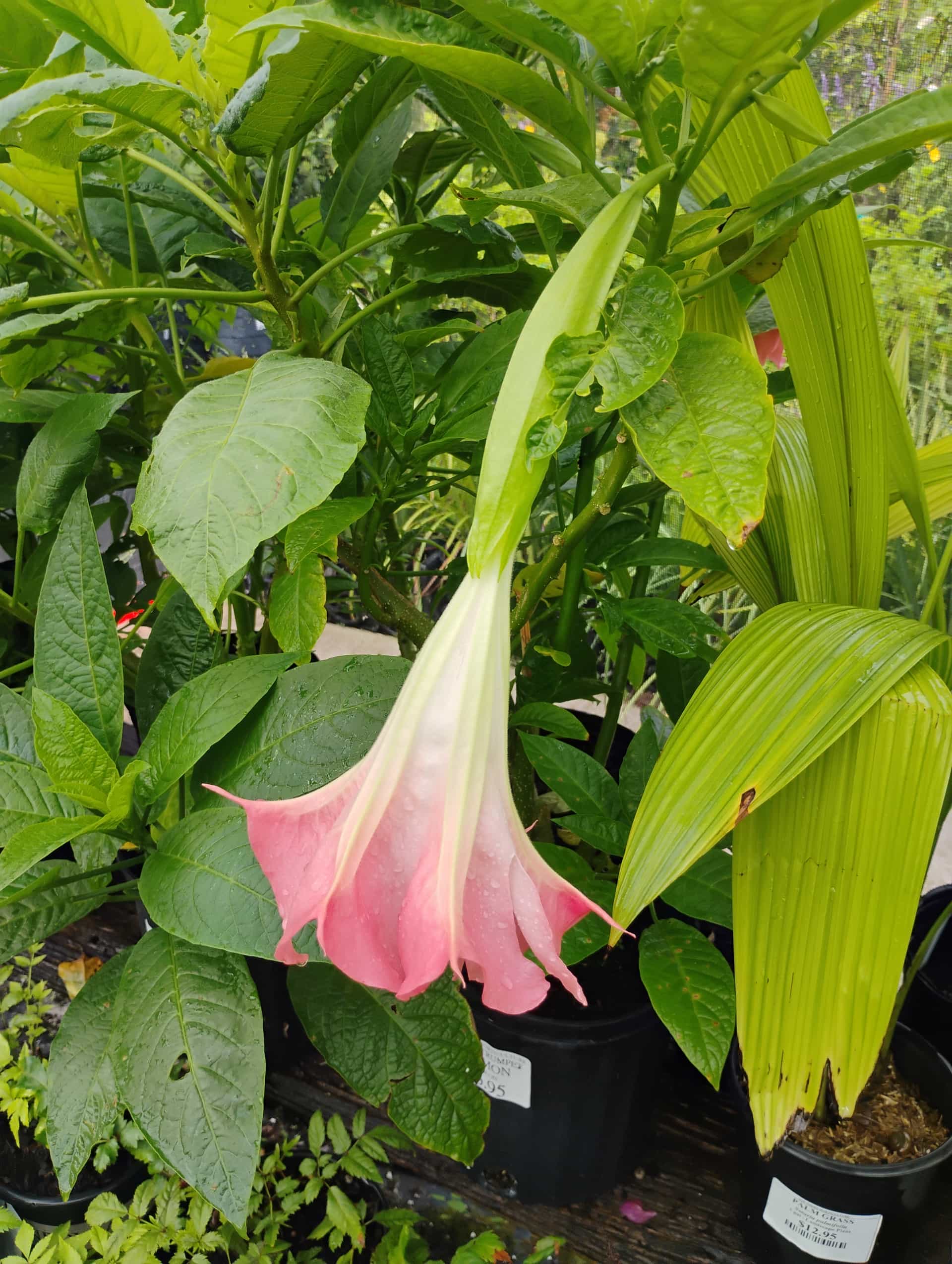 Angel's Trumpet (Brugmansia suaveolens), Shrub