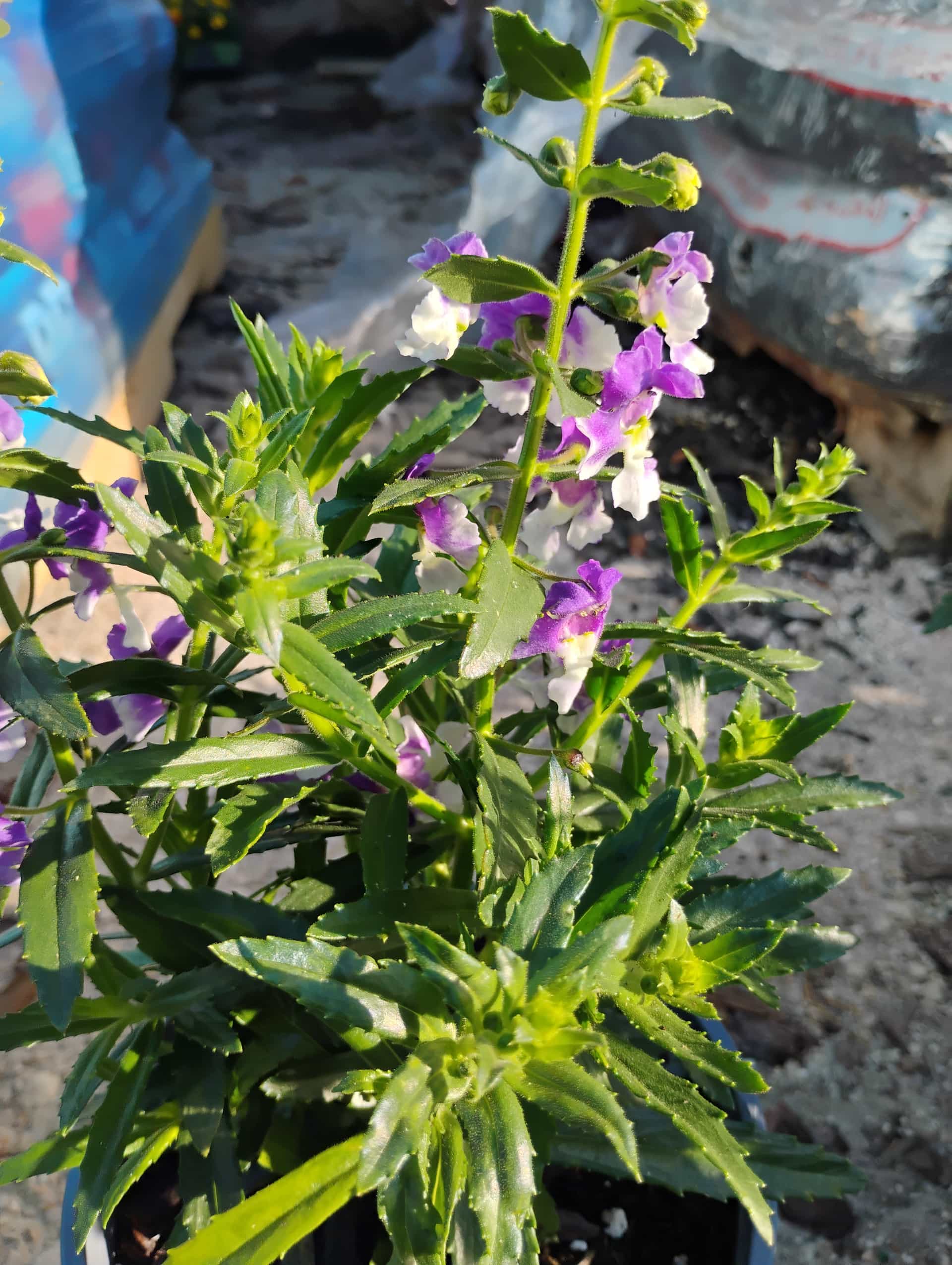 Angelonia (Angelonia angustifolia), Annual