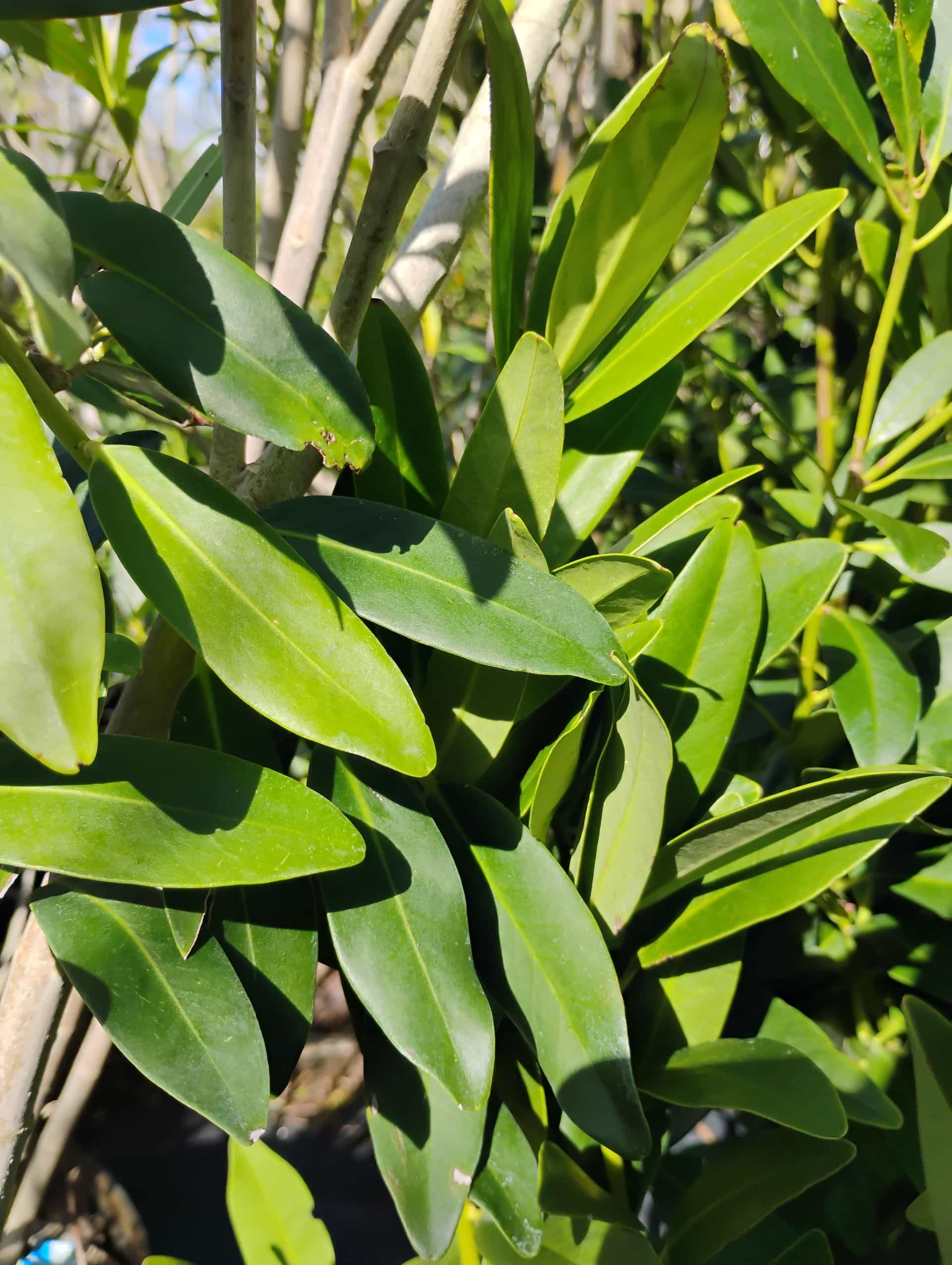Yellow Anise (Illicium parviflorum), Shrub
