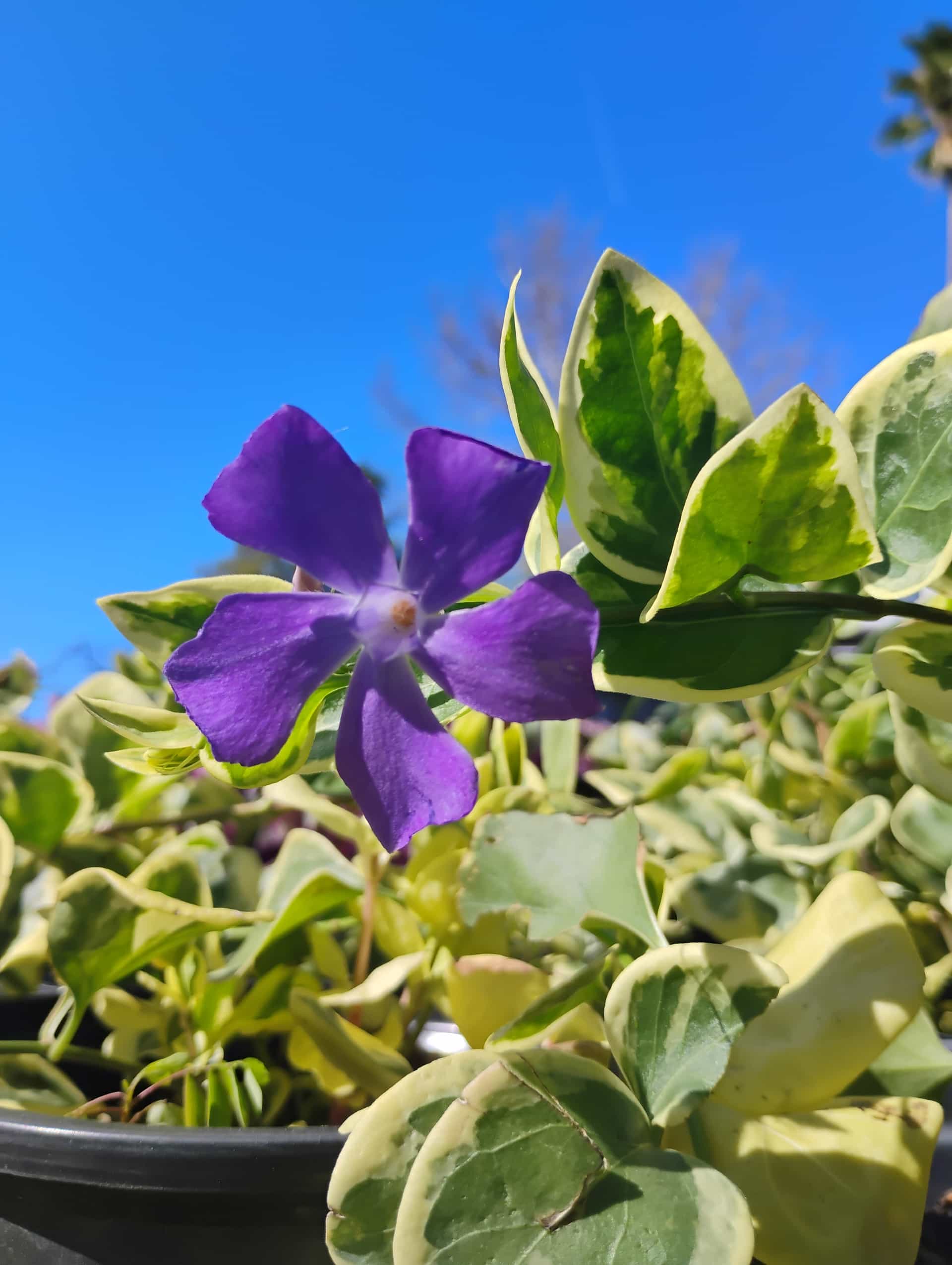 Annual Vinca (Catharanthus roseus), Flowers