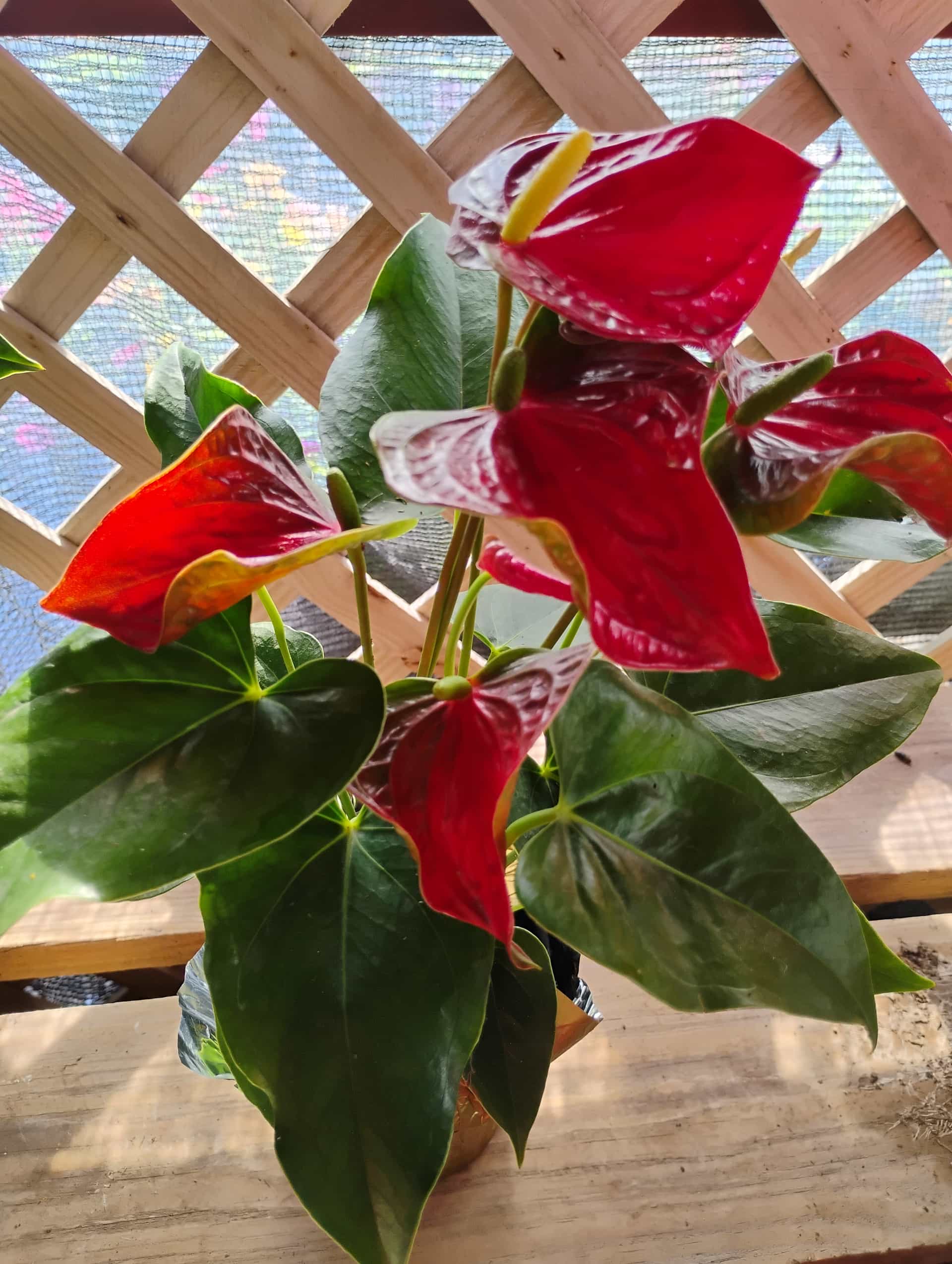 Anthurium (Anthurium andraeanum), Houseplant