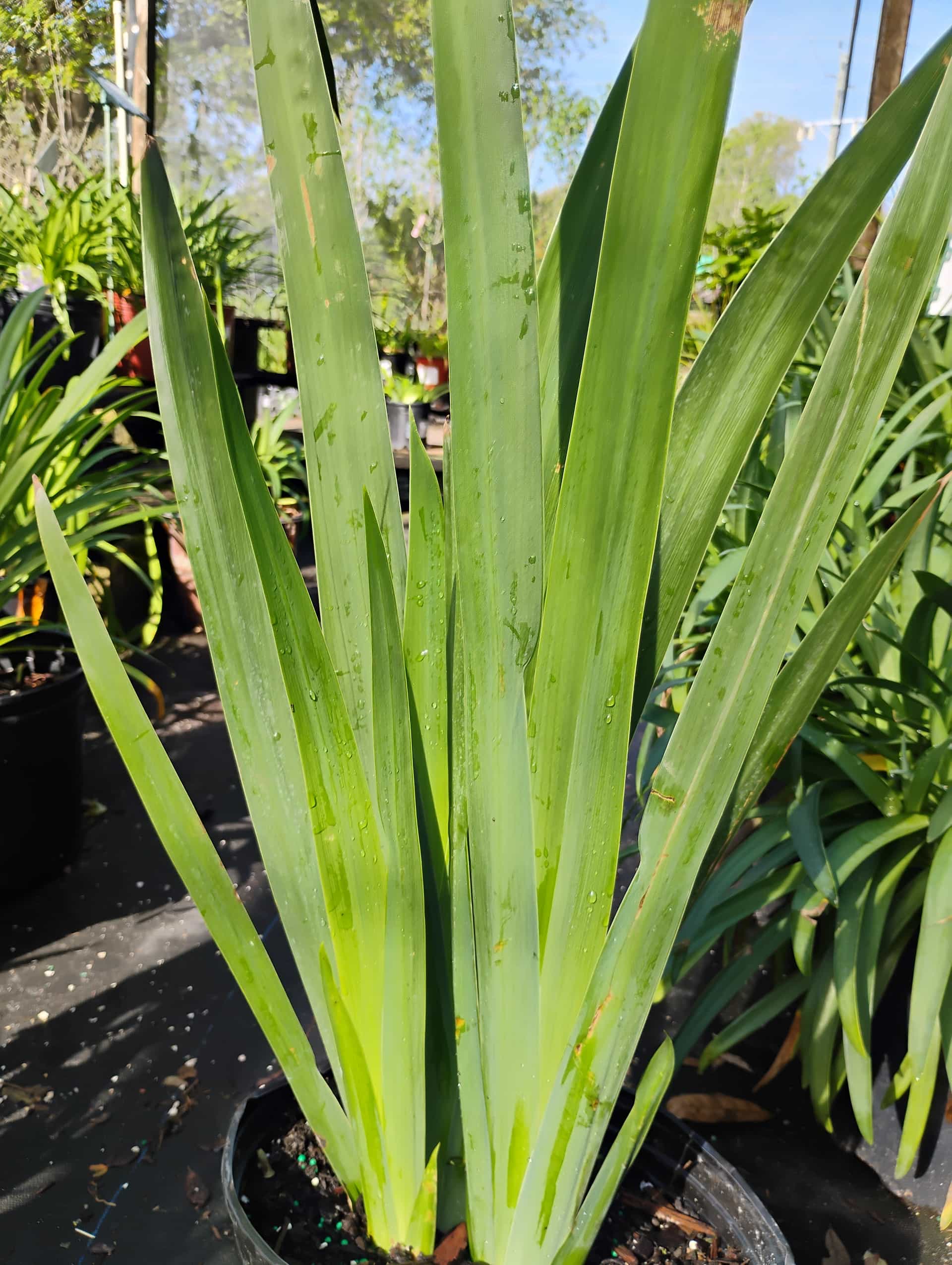 Walking Iris (Neomarica gracilis), Perennial
