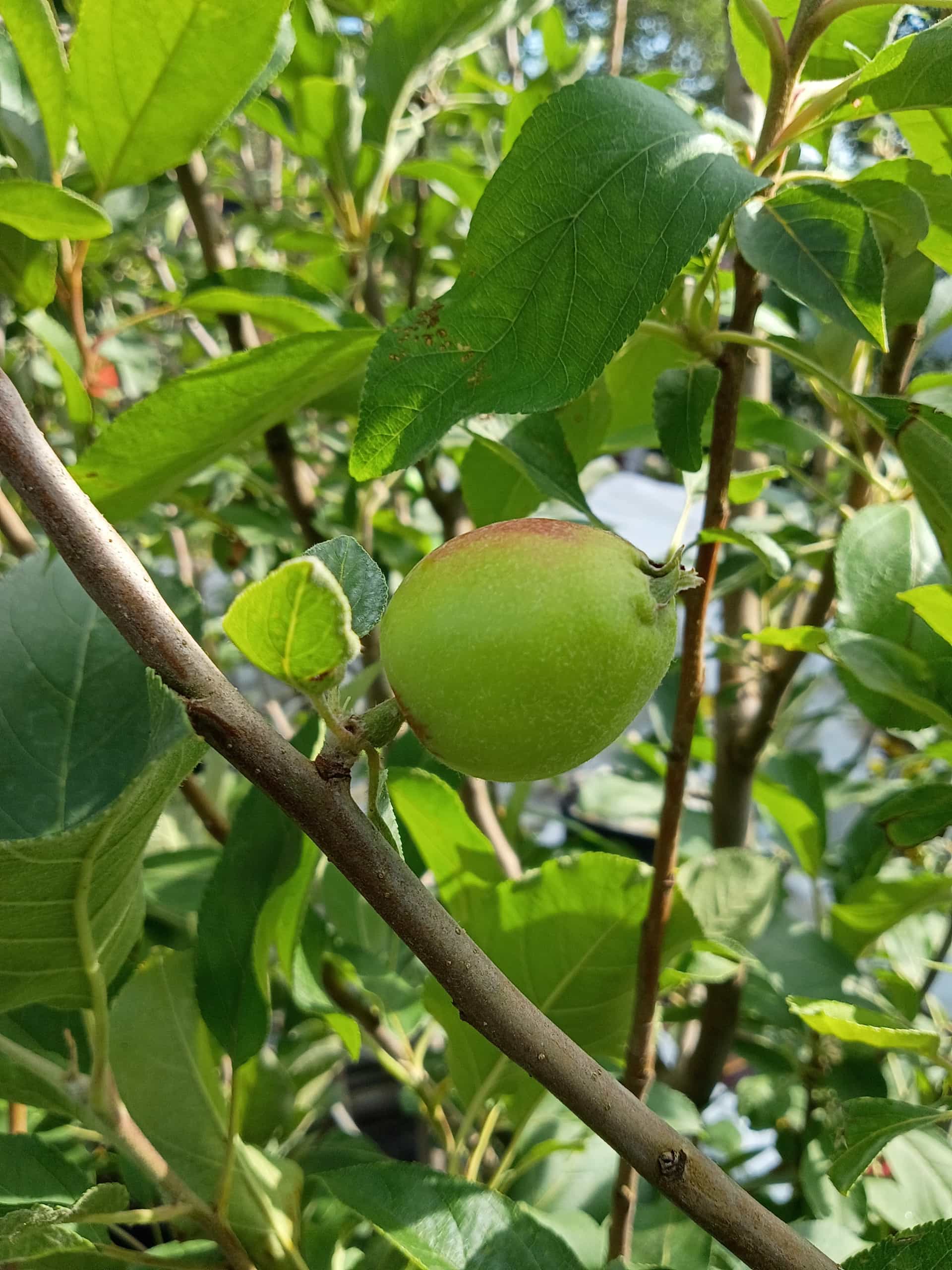Apple (Malus pumila), Fruit