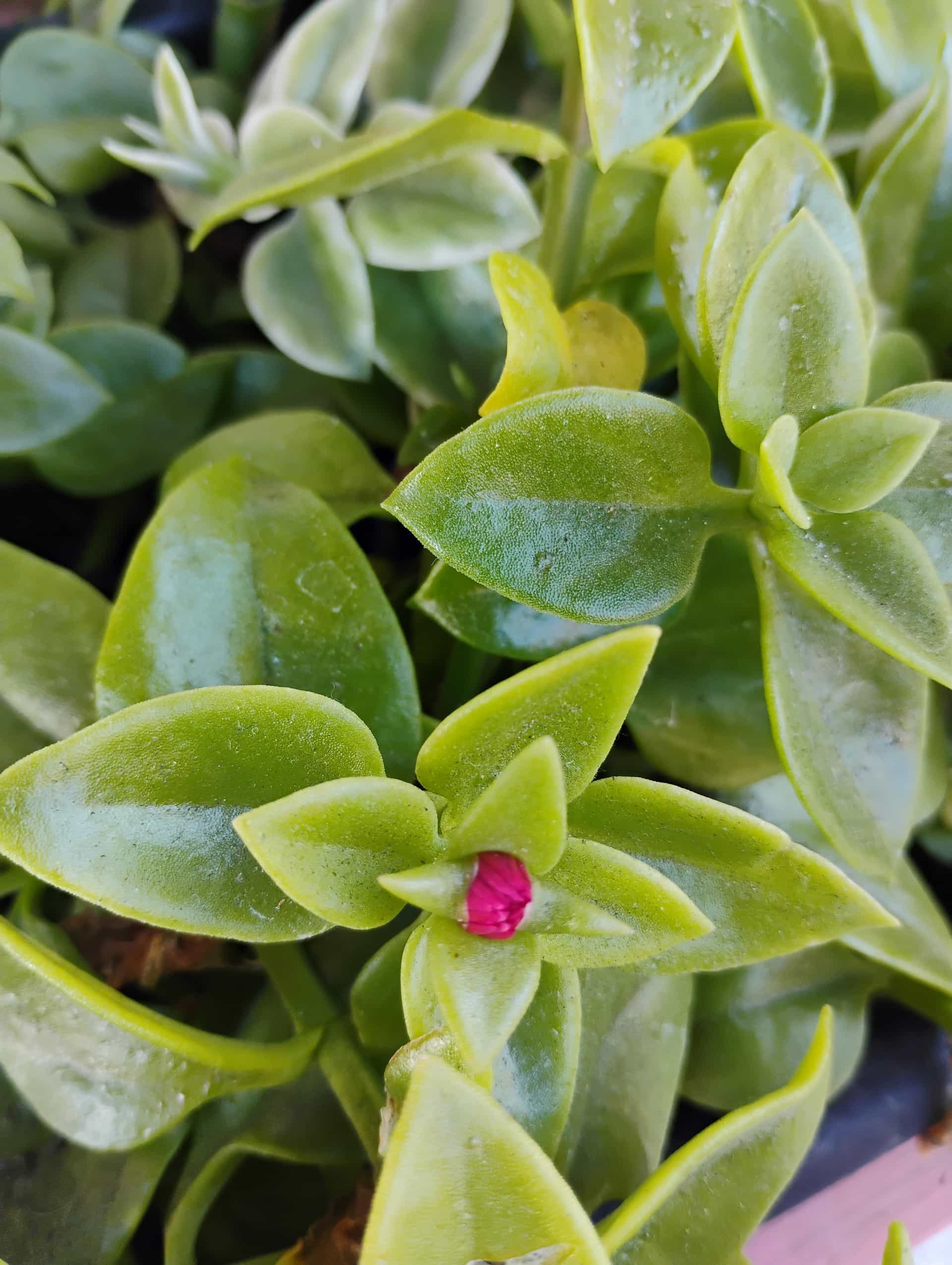 Baby Sun Rose (Aptenia cordifolia), Groundcover