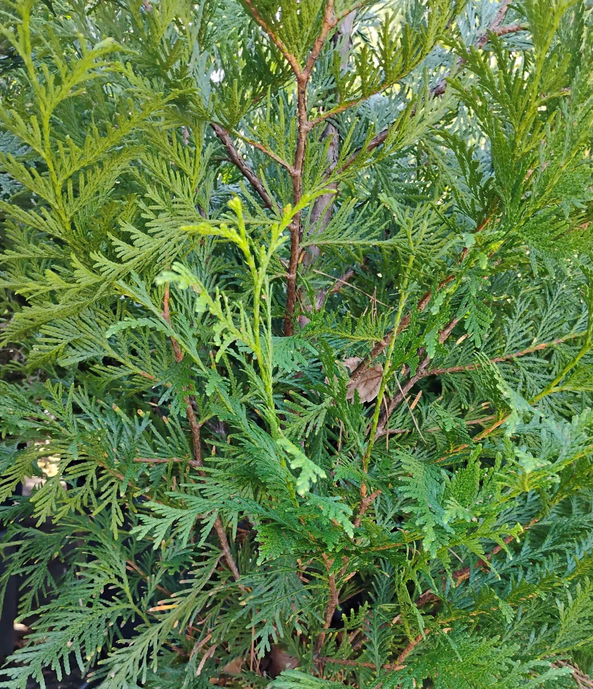 Green Giant Arborvitae (Thuja), Evergreen Tree