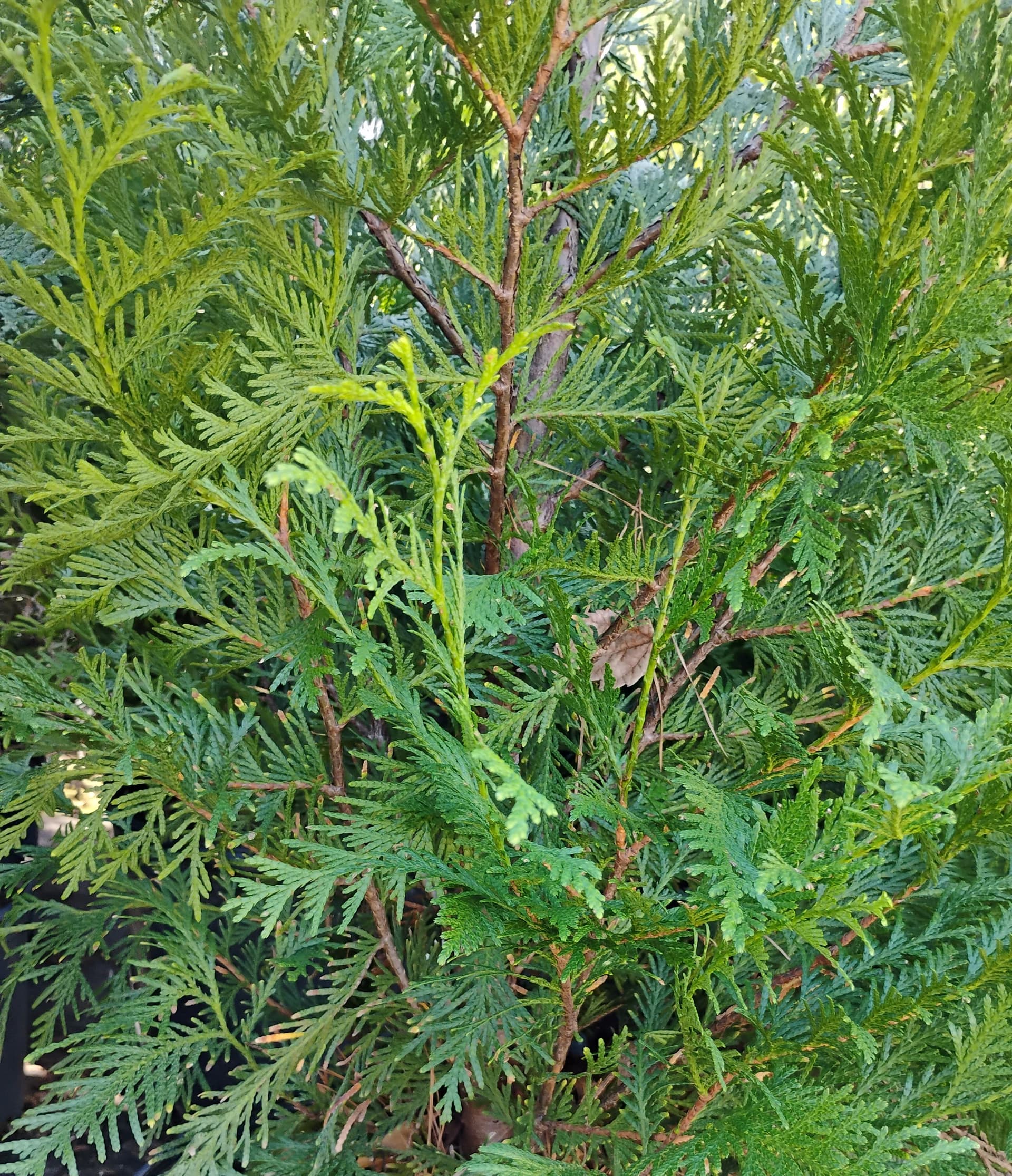 Green Giant Arborvitae