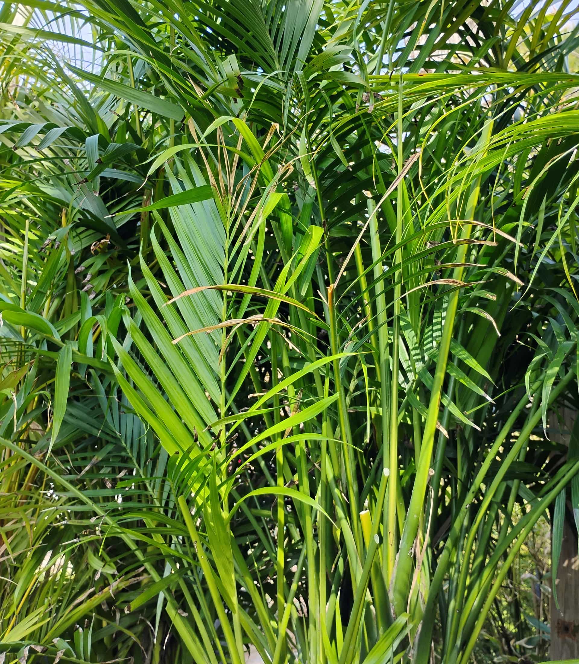 Areca Palm (Dypsis lutescens), Palm
