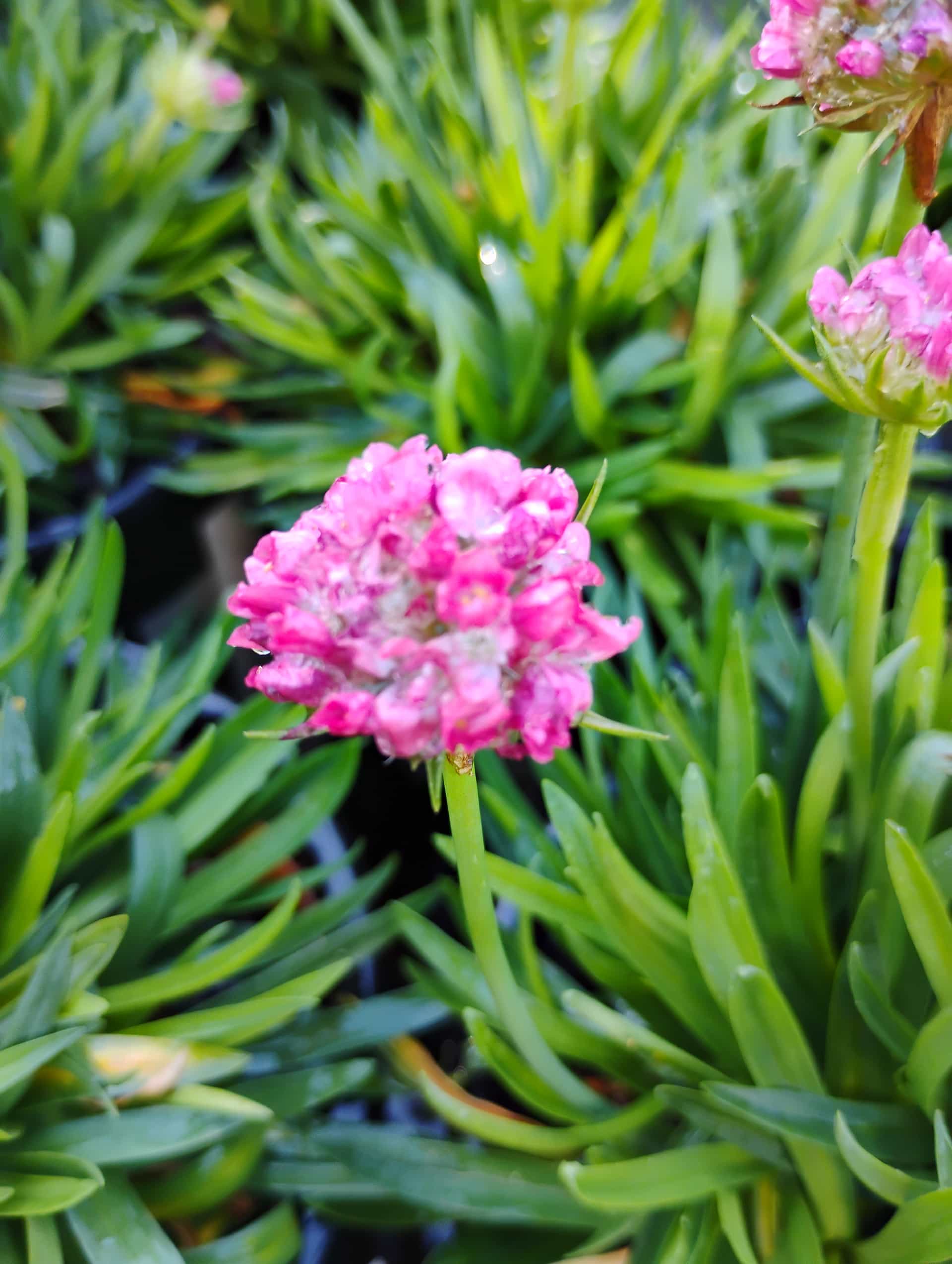 Sea Thrift (Armeria maritima), Perennial