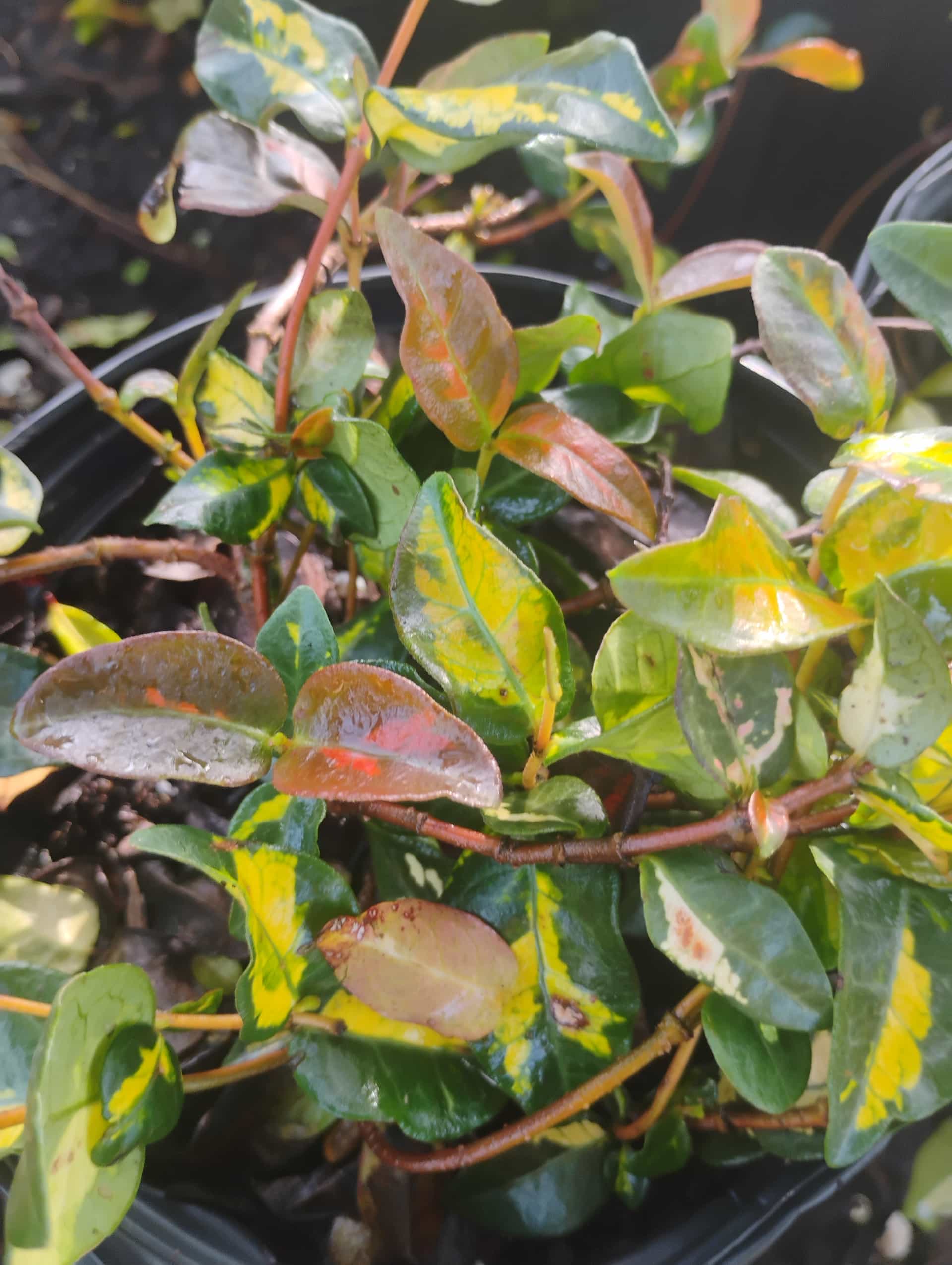 Asiatic Jasmine (Trachelospermum asiaticum), Groundcover
