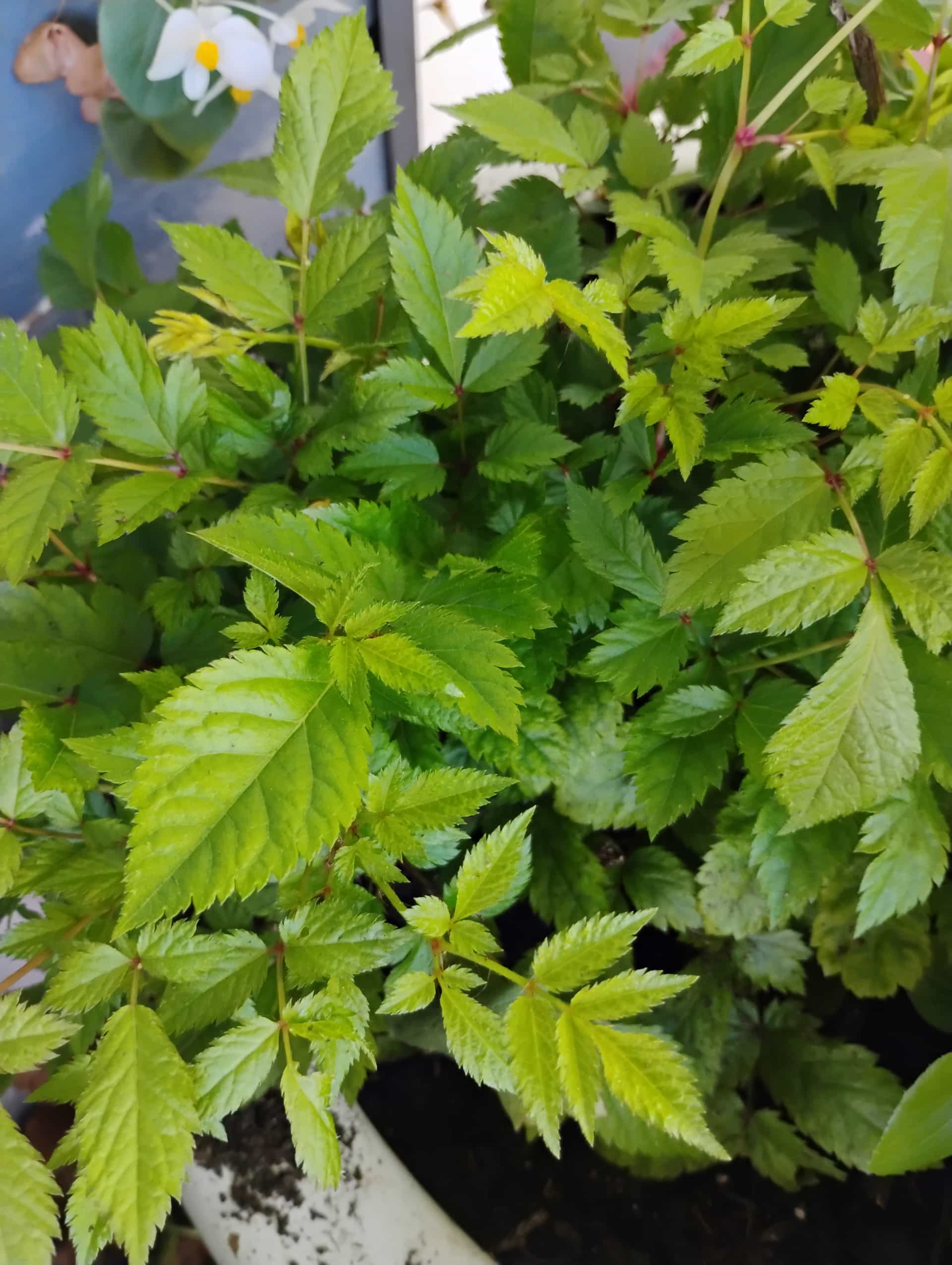 Astilbe (Astilbe japonica), Perennial