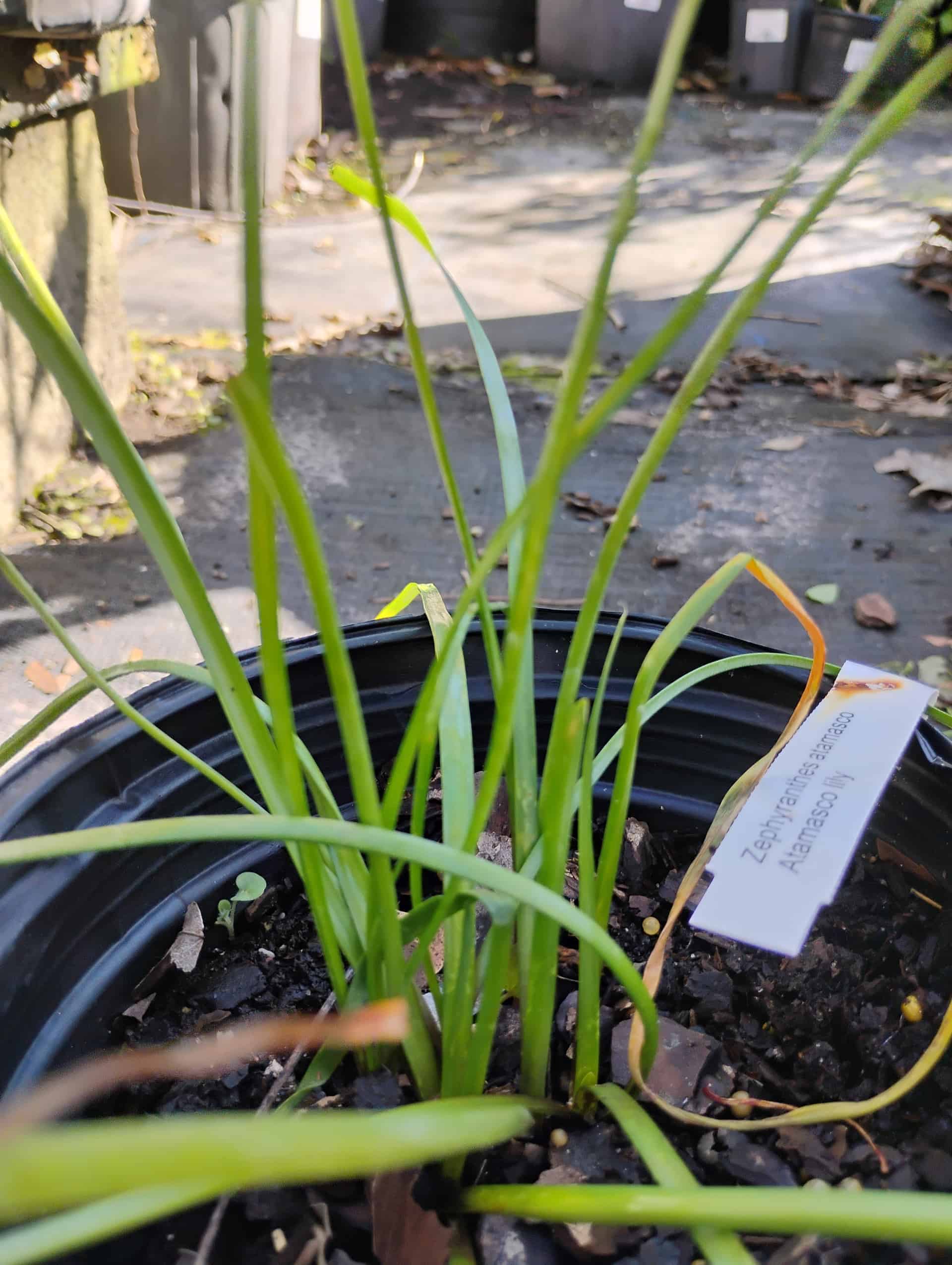 Atamasco Lily (Zephyranthes atamasca), Perennial