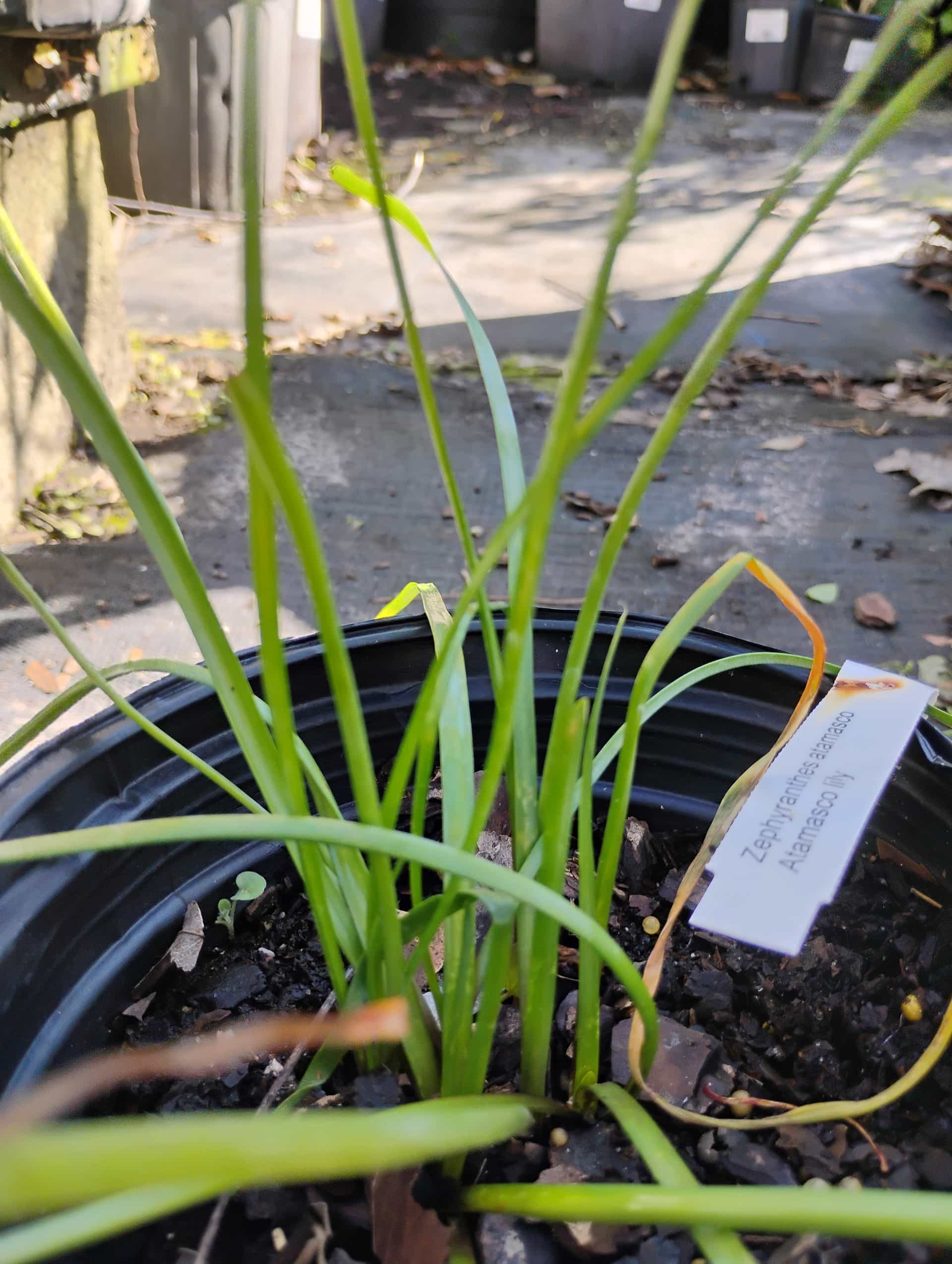 Atamasco Lily (Zephyranthes atamasca), Perennial