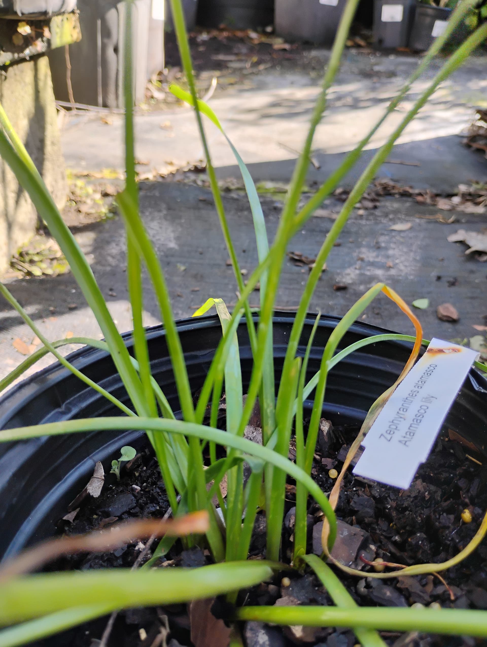 Atamasco Lily