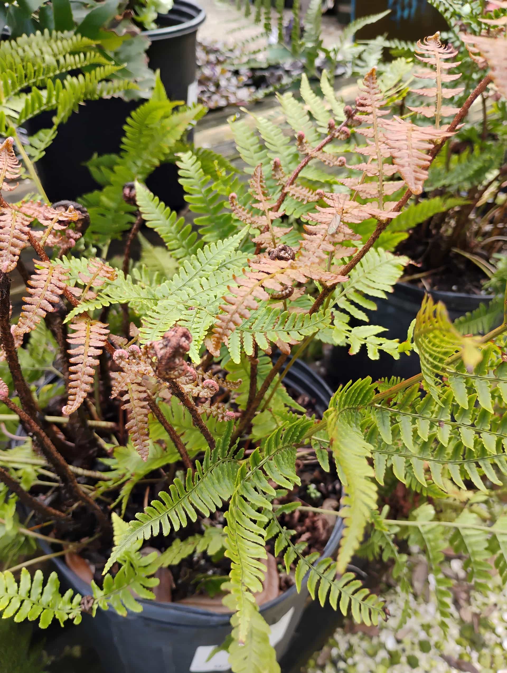 Autumn Fern (Dryopteris erythrosora), Fern