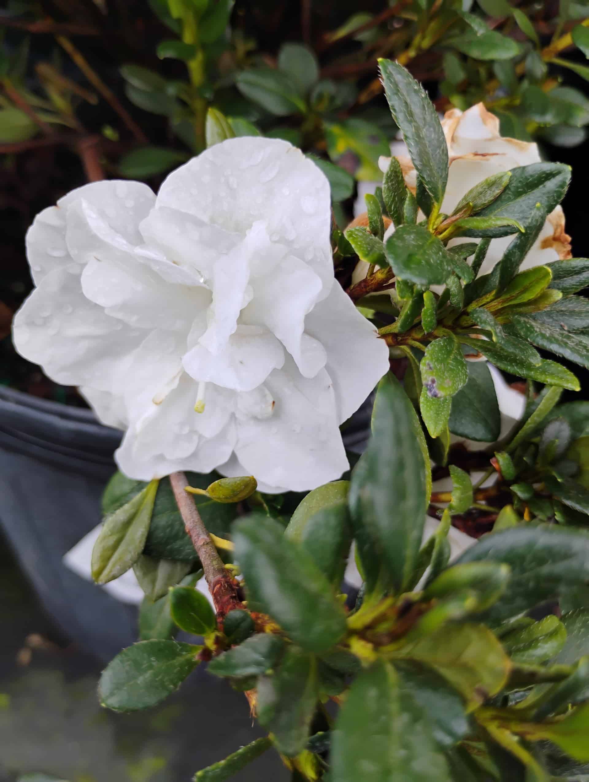 Encore Azalea, Shrub