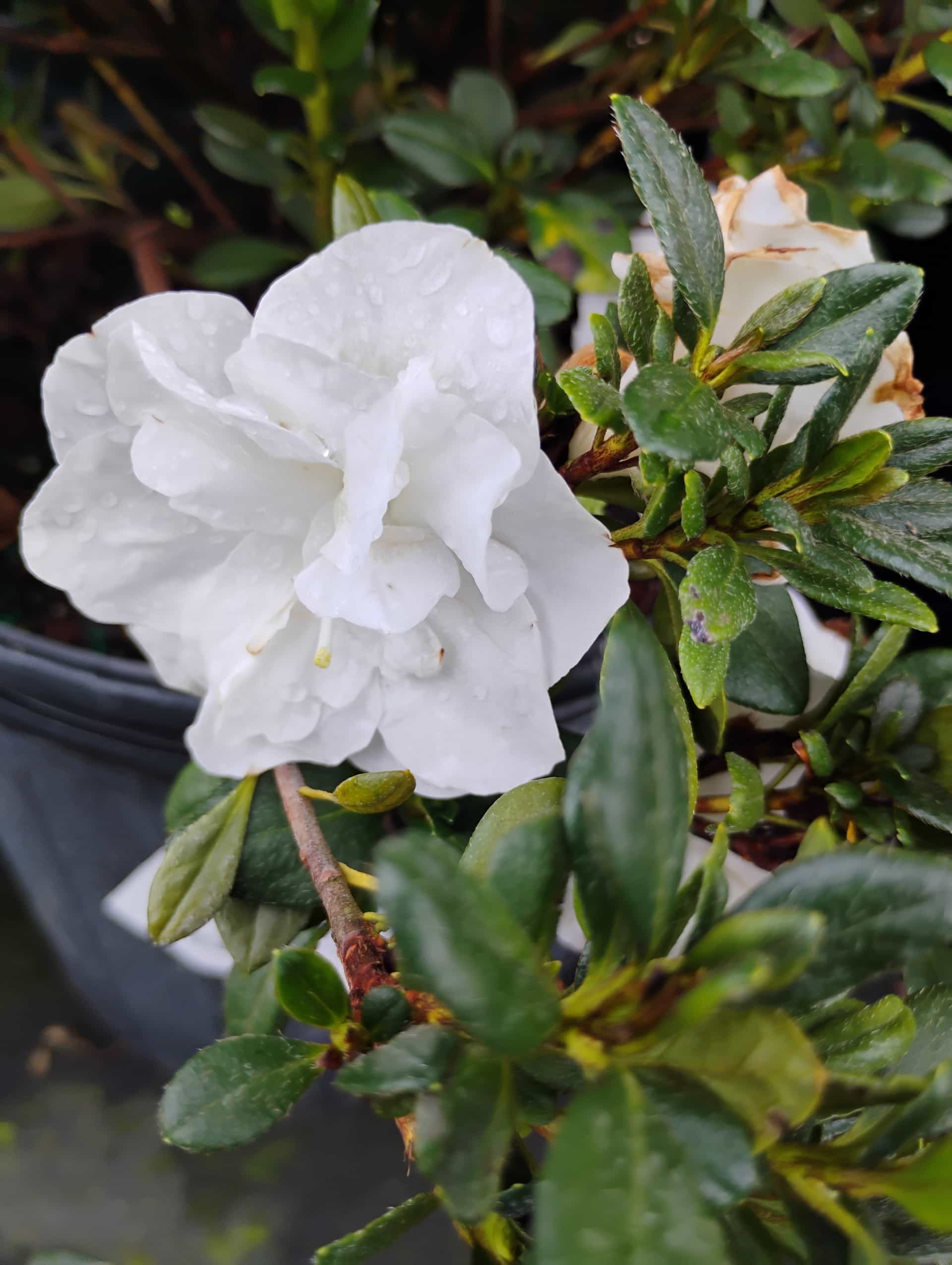 Encore Azalea, Shrub