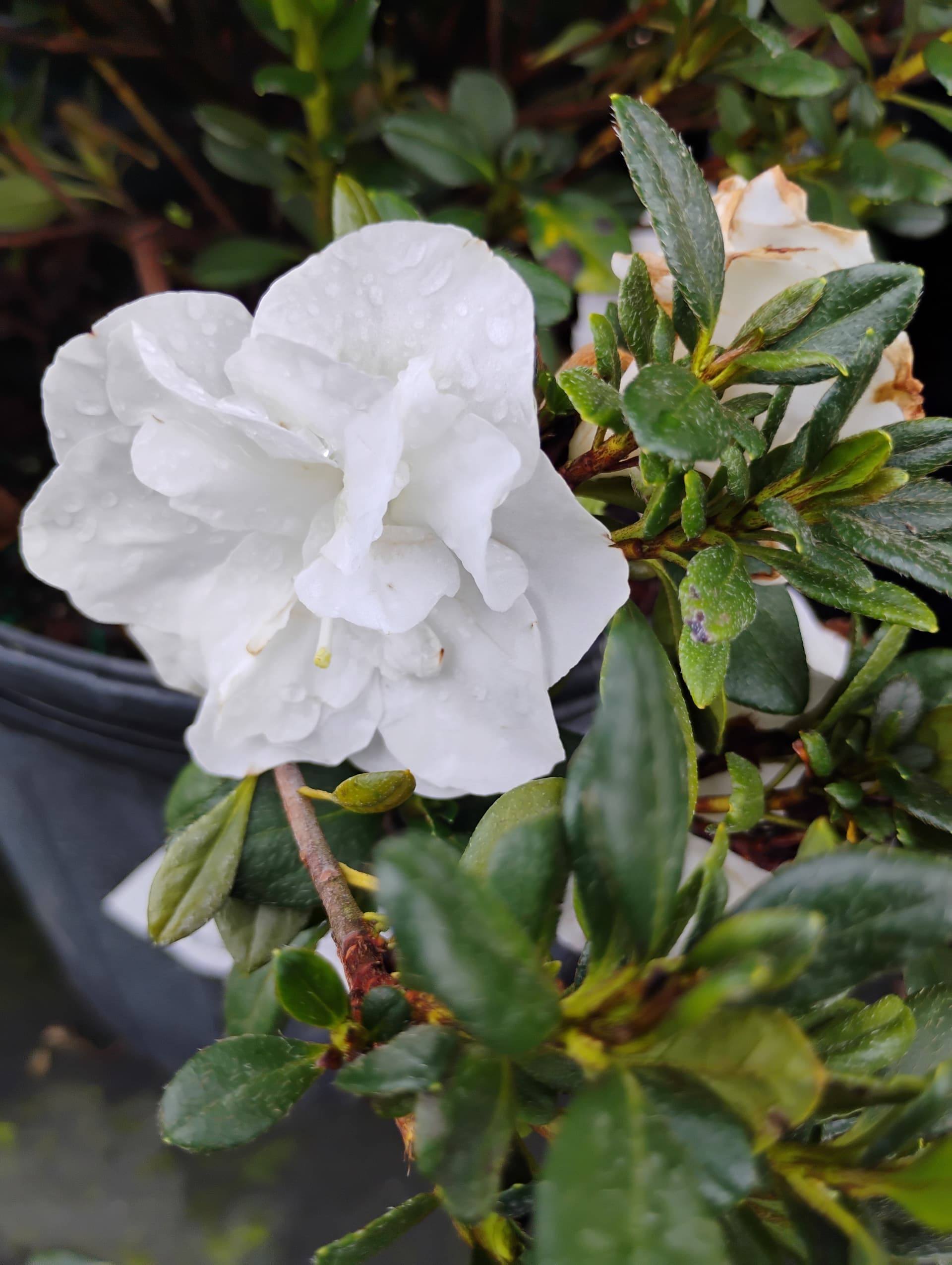 Encore Azalea