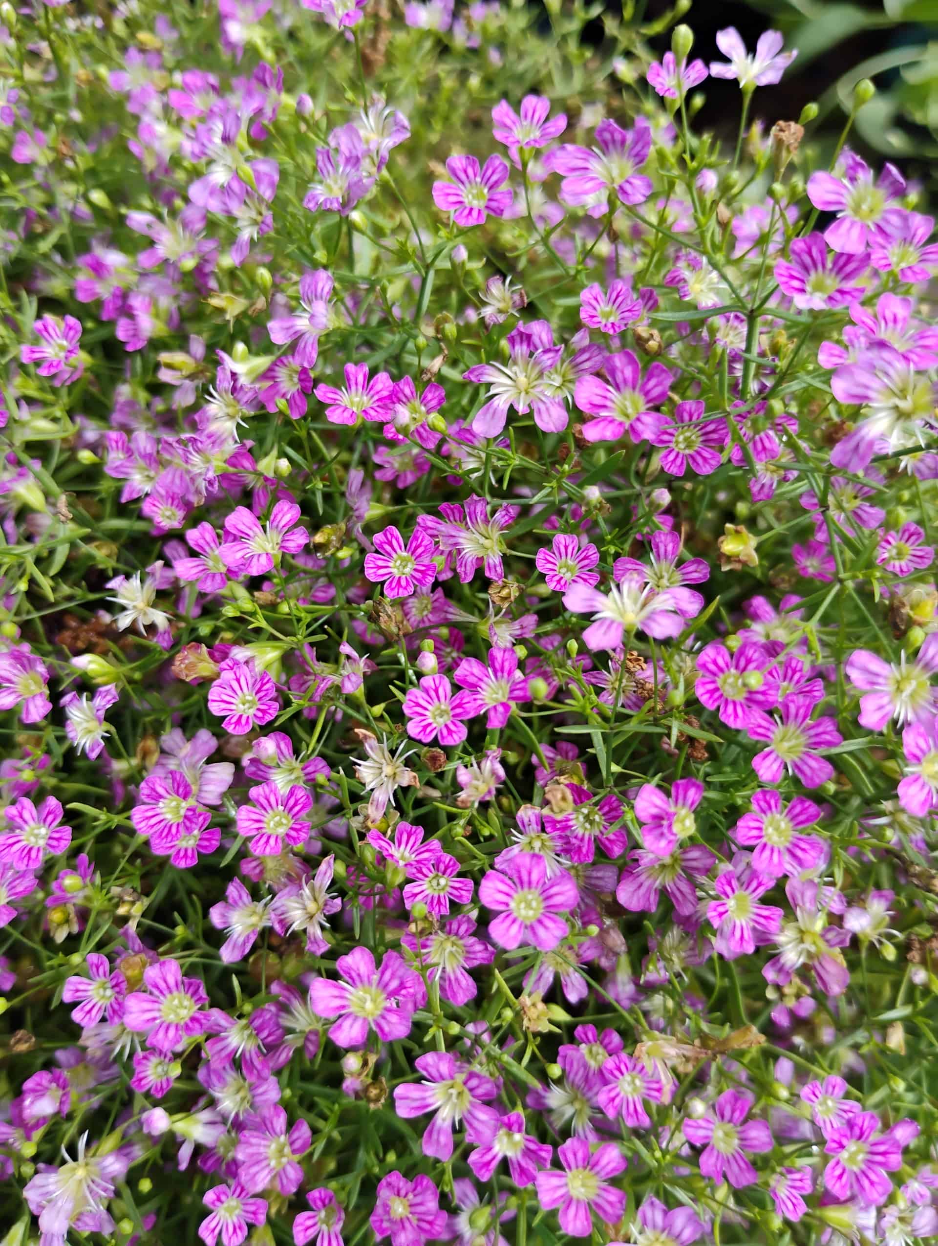 Baby's Breath (Gypsophila paniculata), Perennial